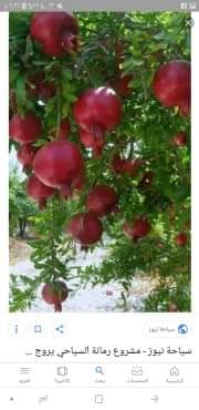 زراعة وبيع الاشجار المثمرة والزينة 0779674272
لا تنسَ أنك شاهدت هذا الإعلان في عنكبوت
زراعة و...