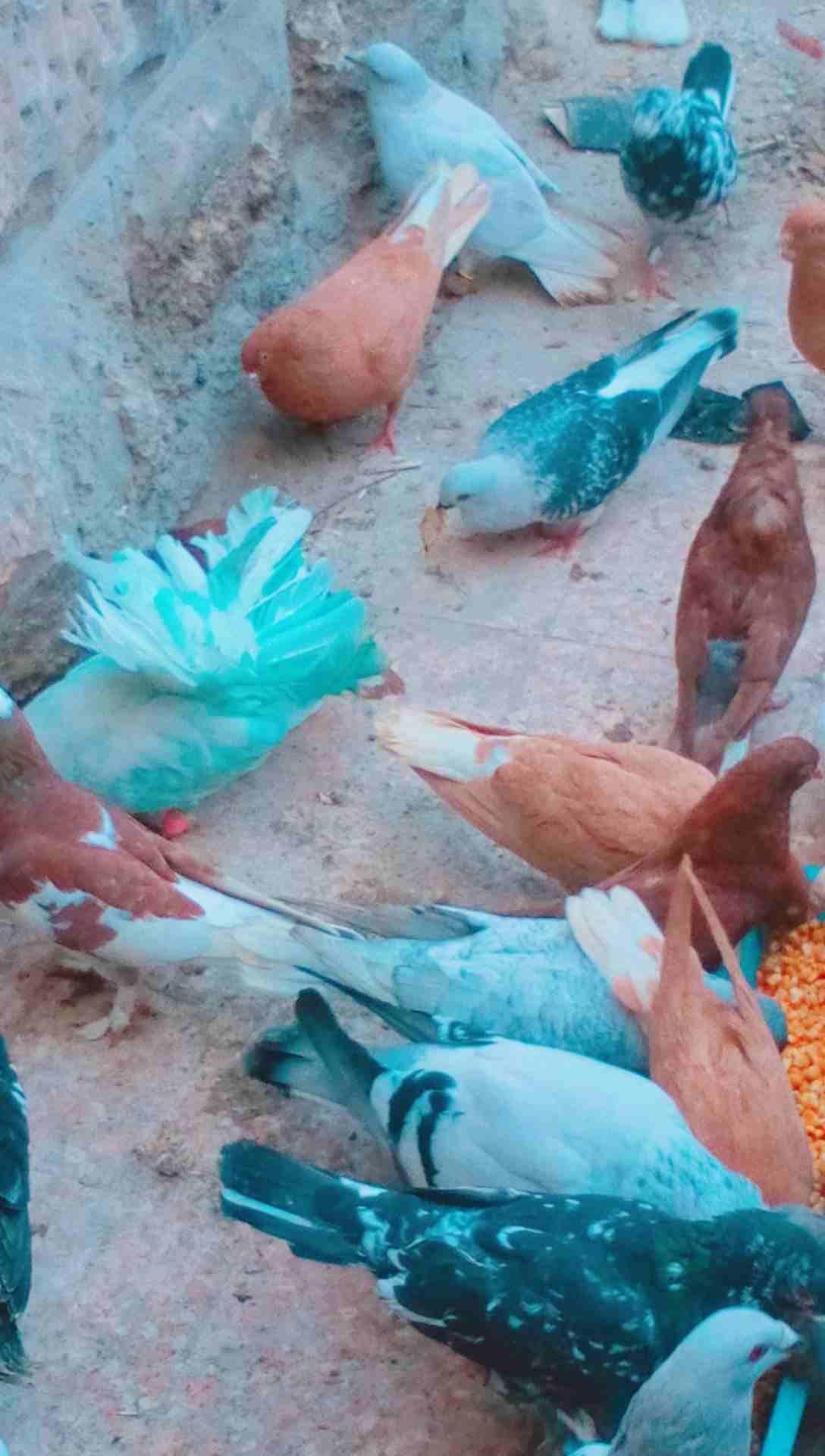 حمام زق وفراخخ
لا تنسَ أنك شاهدت هذا الإعلان في عنكبوت
حمام كش وزق وفراخخ...