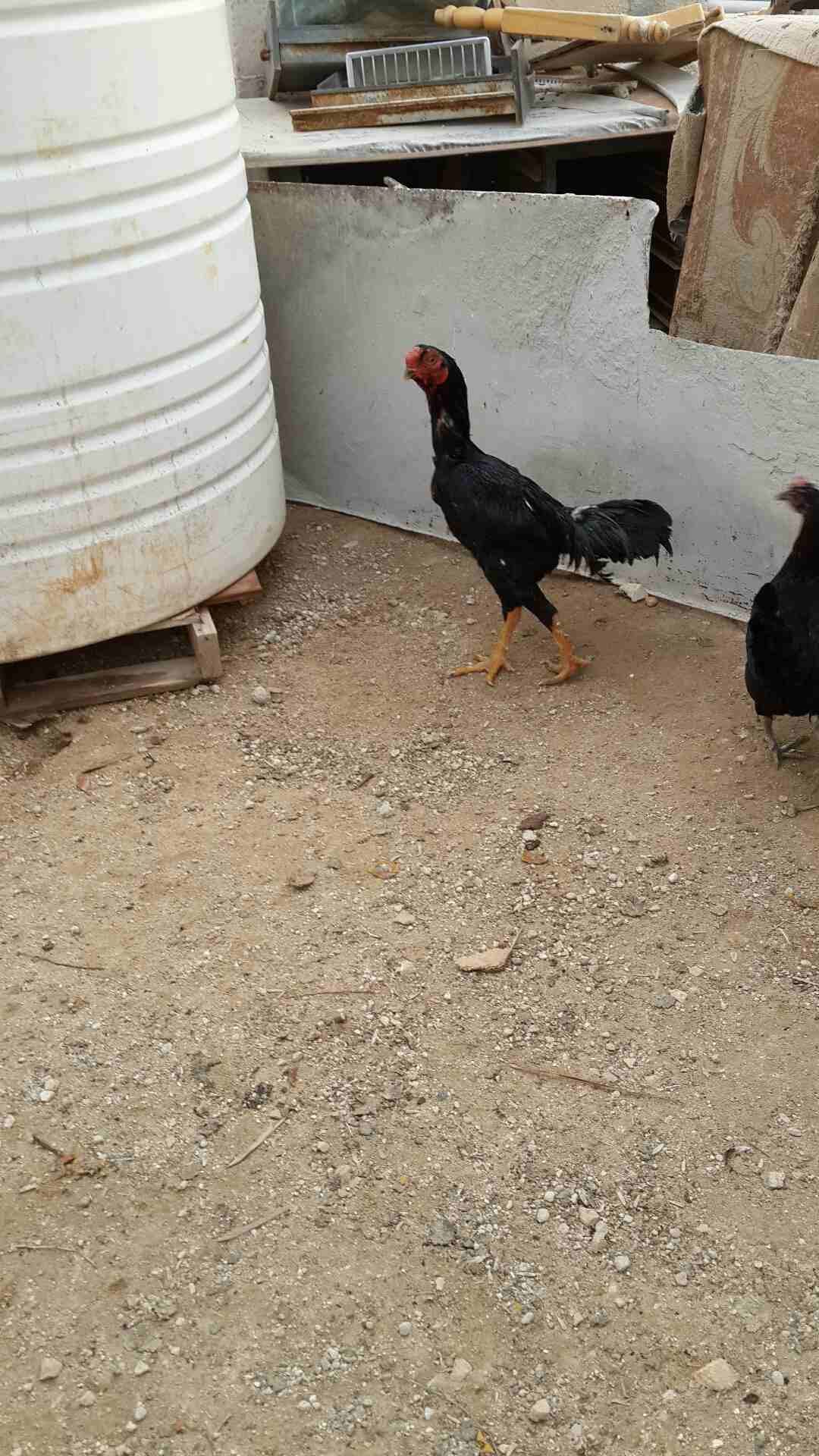 ديك دجاج باكستاني ءلماني الون ءسود صحه ونظافه البيع السعر من الاخر 20 دينار
لا تنسَ أنك شاهدت هذا الإعلان في عنكبوت...