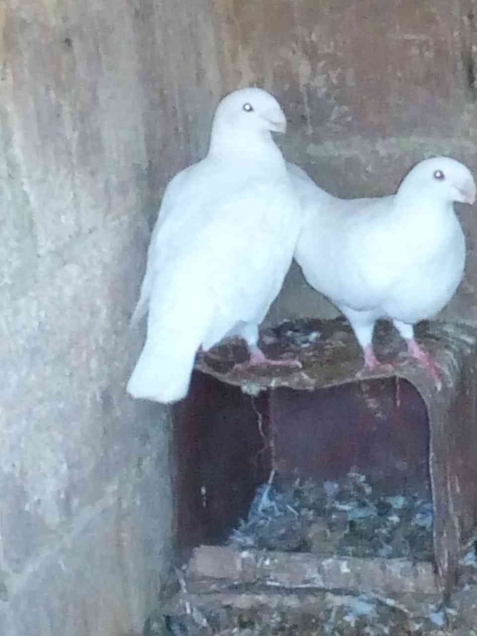 حمام هومر أبيض اللون
لا تنسَ أنك شاهدت هذا الإعلان في عنكبوت
هومرات...