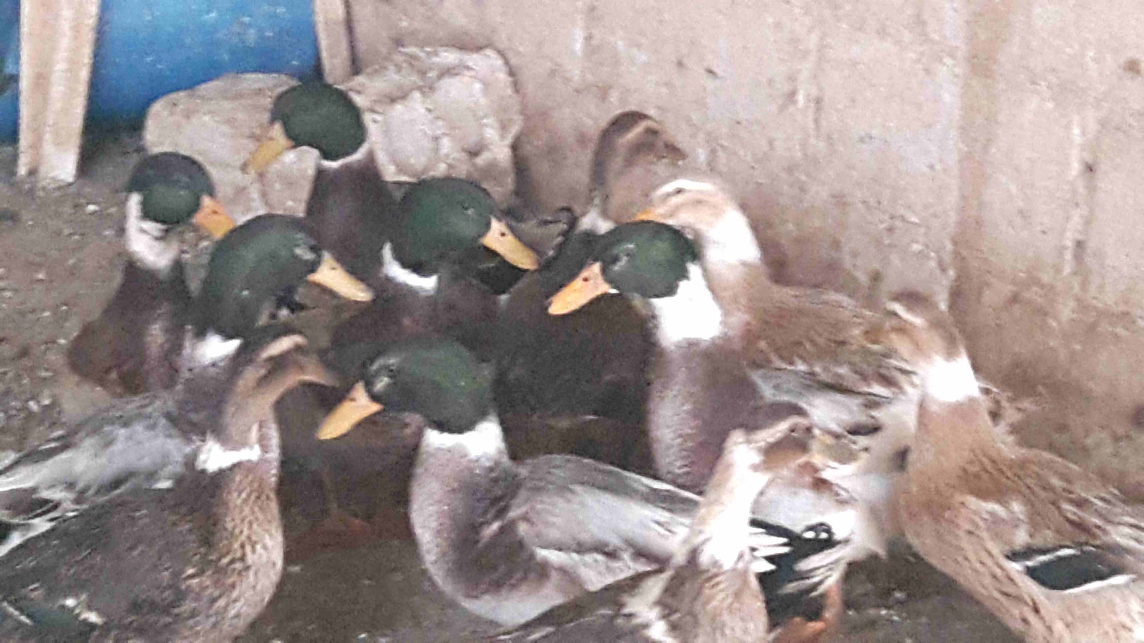 بط للبيع
لا تنسَ أنك شاهدت هذا الإعلان في عنكبوت
بط ابو حشيش للبيع
شغال6...