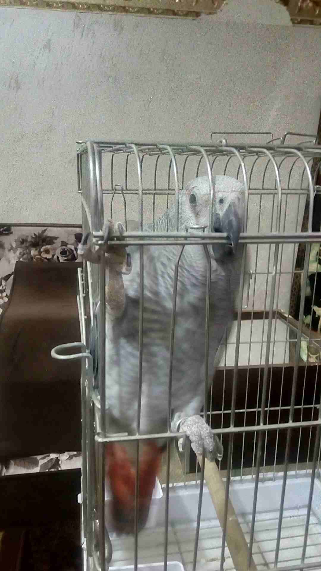 ببغاء كاسكو
لا تنسَ أنك شاهدت هذا الإعلان في عنكبوت
ببغاء كاسكو مزرعه حجل فضي حجم جامبو عين سكني...