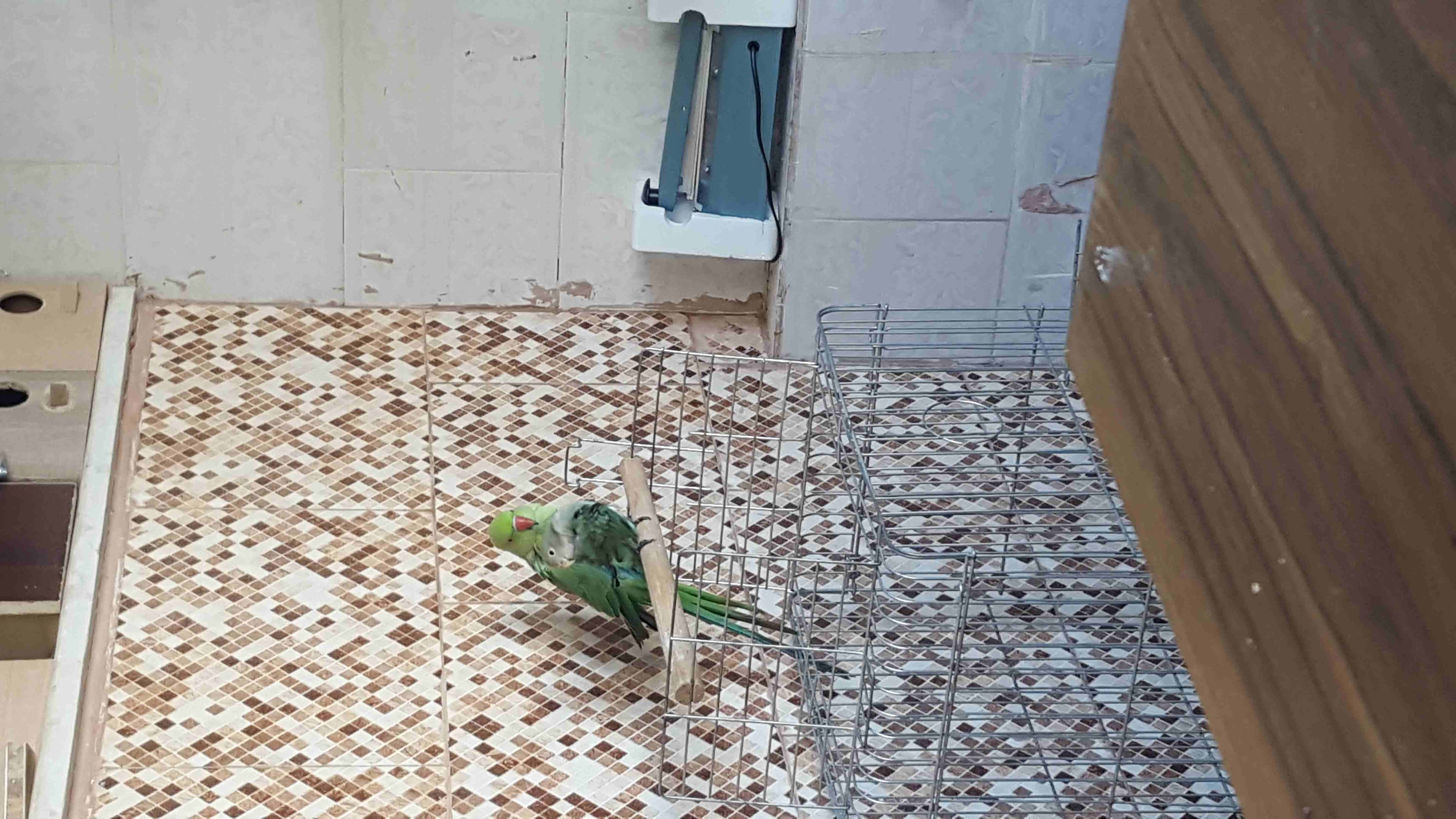 عرووووووووووض ناااااااااار
لا تنسَ أنك شاهدت هذا الإعلان في عنكبوت
حبه دره اليفه صحه ونظافه لل...