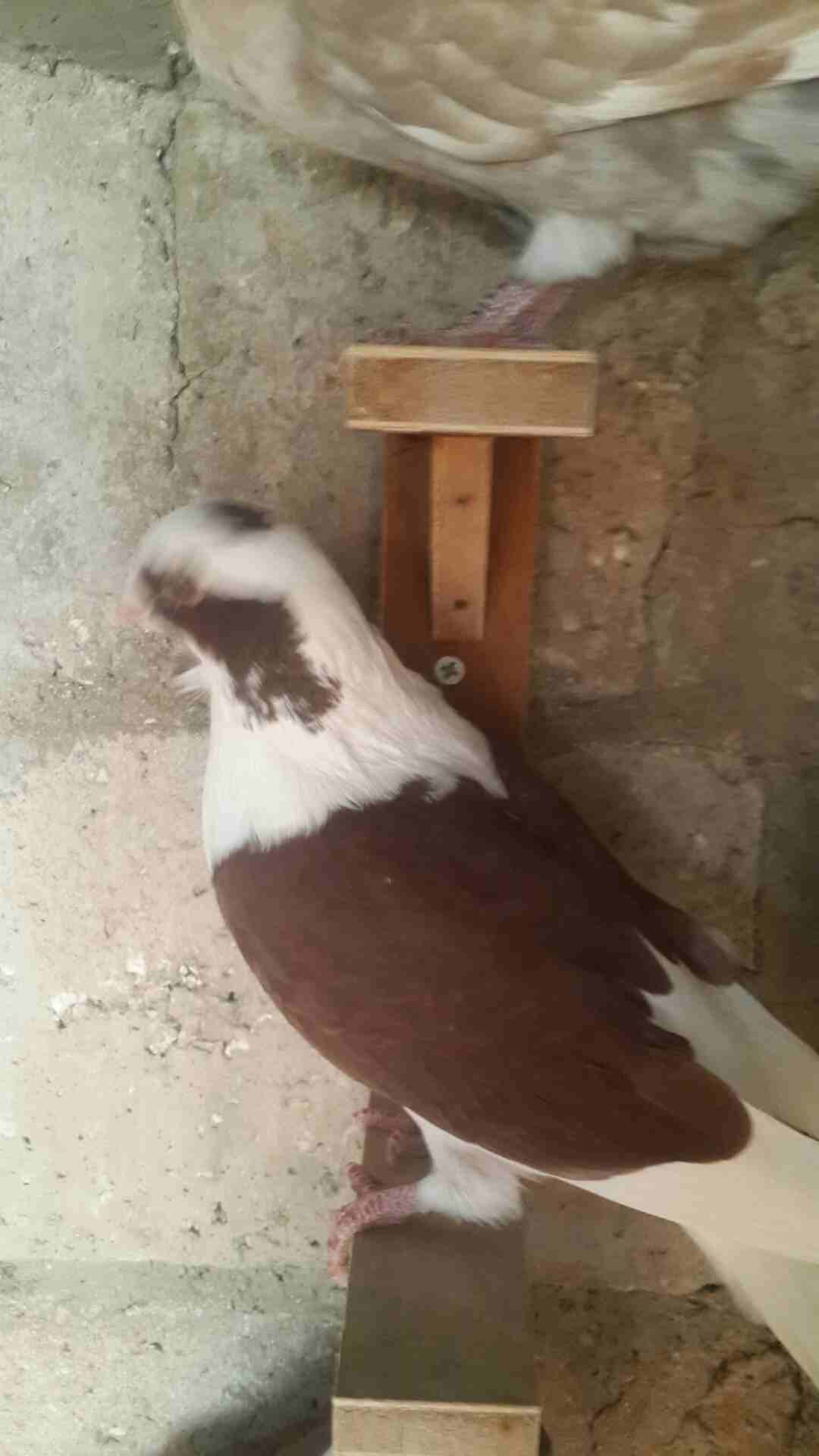 كوم فراخ للبيع فطم جديد وبواقي أنواع والوان 0796513536
لا تنسَ أنك شاهدت هذا الإعلان في عنكبوت
0796513536 الزرقاء...