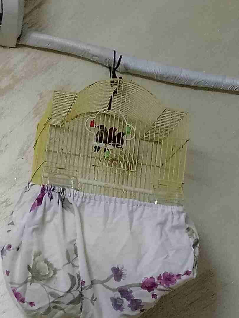 عصفور الفراولة النادر بصوت خيالي
لا تنسَ أنك شاهدت هذا الإعلان في عنكبوت
عصفور الفراولة للبيع مع...