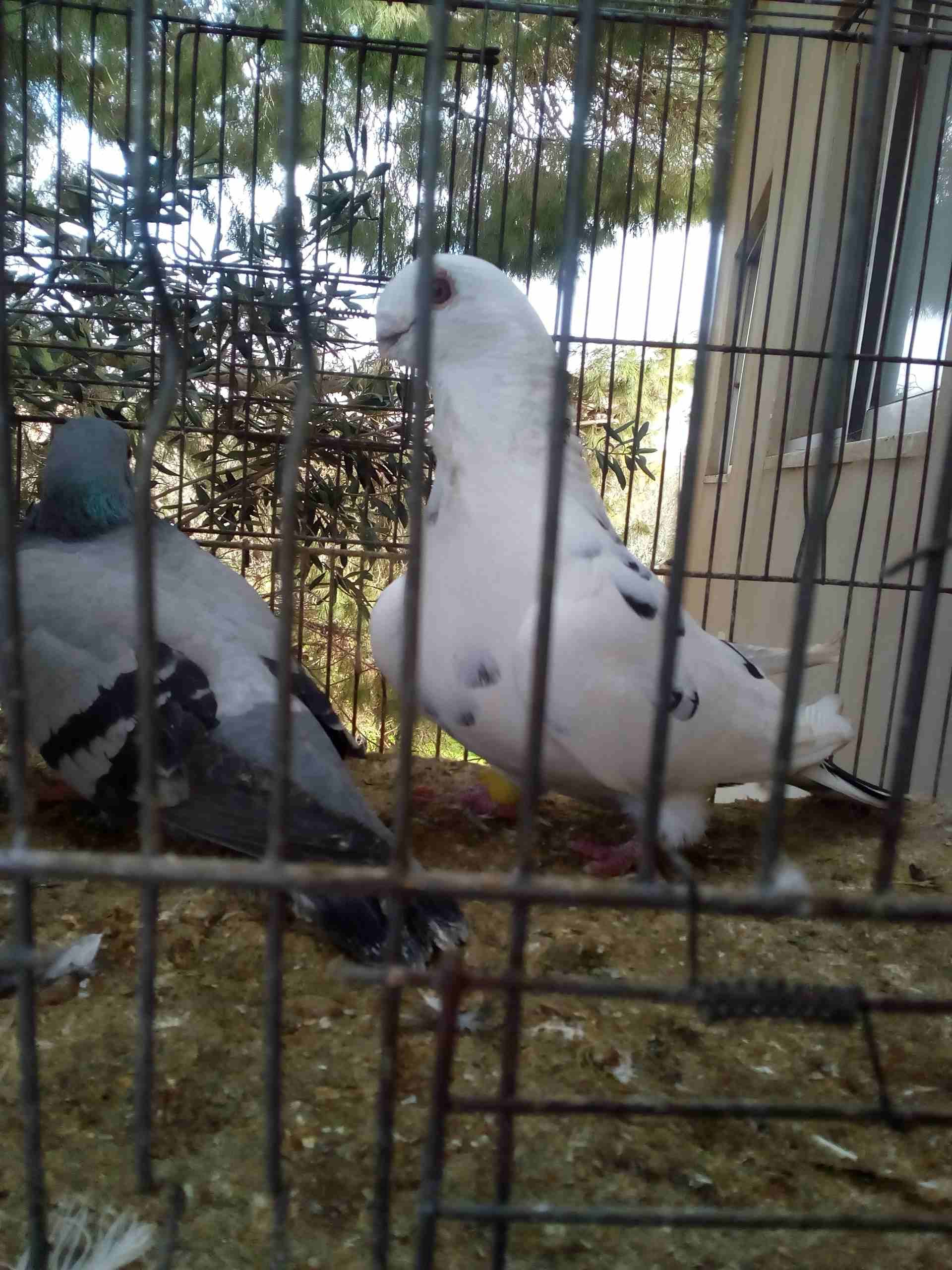 3 جواز ذبابنه
لا تنسَ أنك شاهدت هذا الإعلان في عنكبوت
الفحول الثلاث نخب الطواير بولنديه زرقا مقلو...
