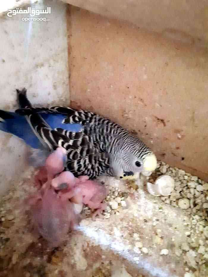 طيور بلدي (شغال منتج) مع كواخ جداد .. ورفوف جدادا .. وباب .. للمربين المطاير بسعر لقطة ومغري
لا تنسَ أنك شاهدت هذا الإعلان في عنكبوت...