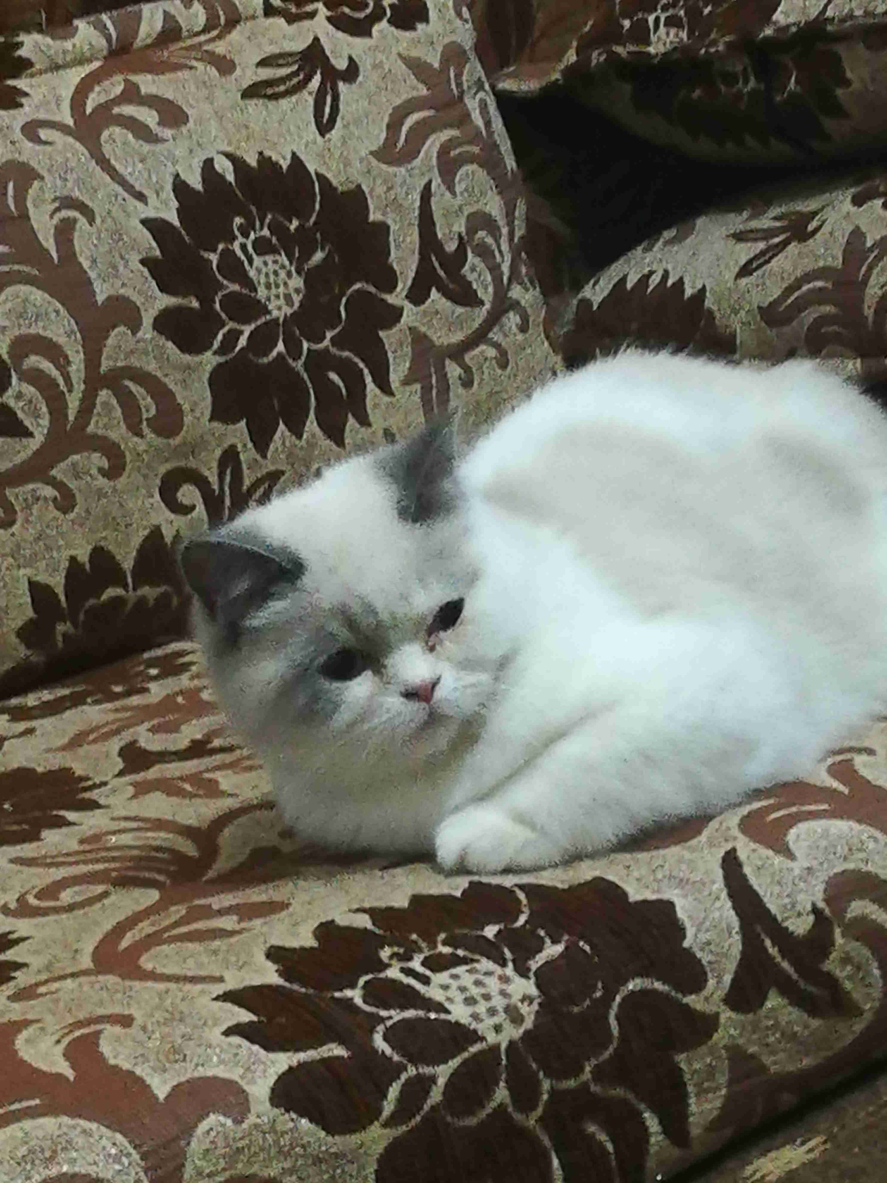 اربد الحي الجنوبي خلف مسجد علياء التل
لا تنسَ أنك شاهدت هذا الإعلان في عنكبوت
قطه شرا زيه لون...