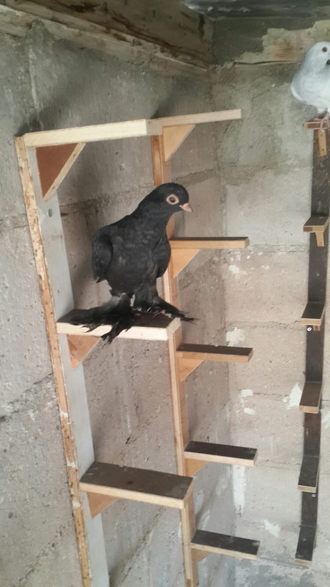 يوجد كوم فراخ انواع فطم جديد واشي بواقي ألوان لا اتابع الرسائل 0796513536 على ال
لا تنسَ أنك شاهدت هذا الإعلان في عنكبوت
07965...