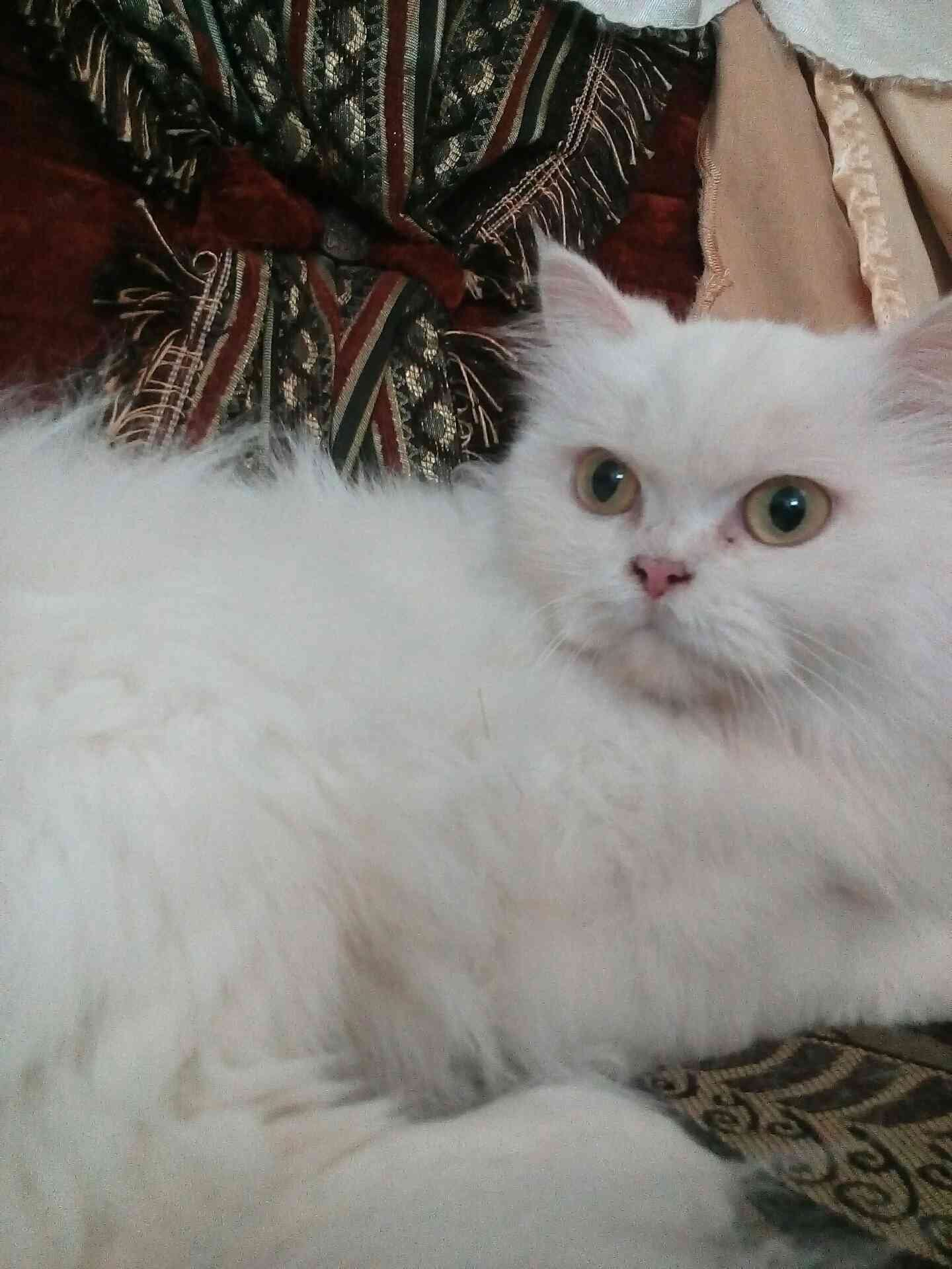 للبيع انثه شرازي اصلي عمرها ثمن اشهر
لا تنسَ أنك شاهدت هذا الإعلان في عنكبوت
ماخضه جميع المطا...