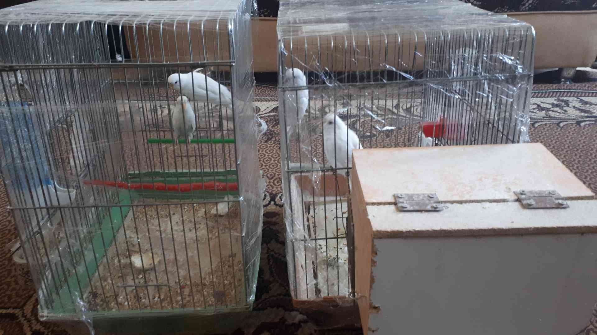 جوزين حب لون أليض للبيع ألبينو عين حمراء
لا تنسَ أنك شاهدت هذا الإعلان في عنكبوت
الرصيفة الجب...