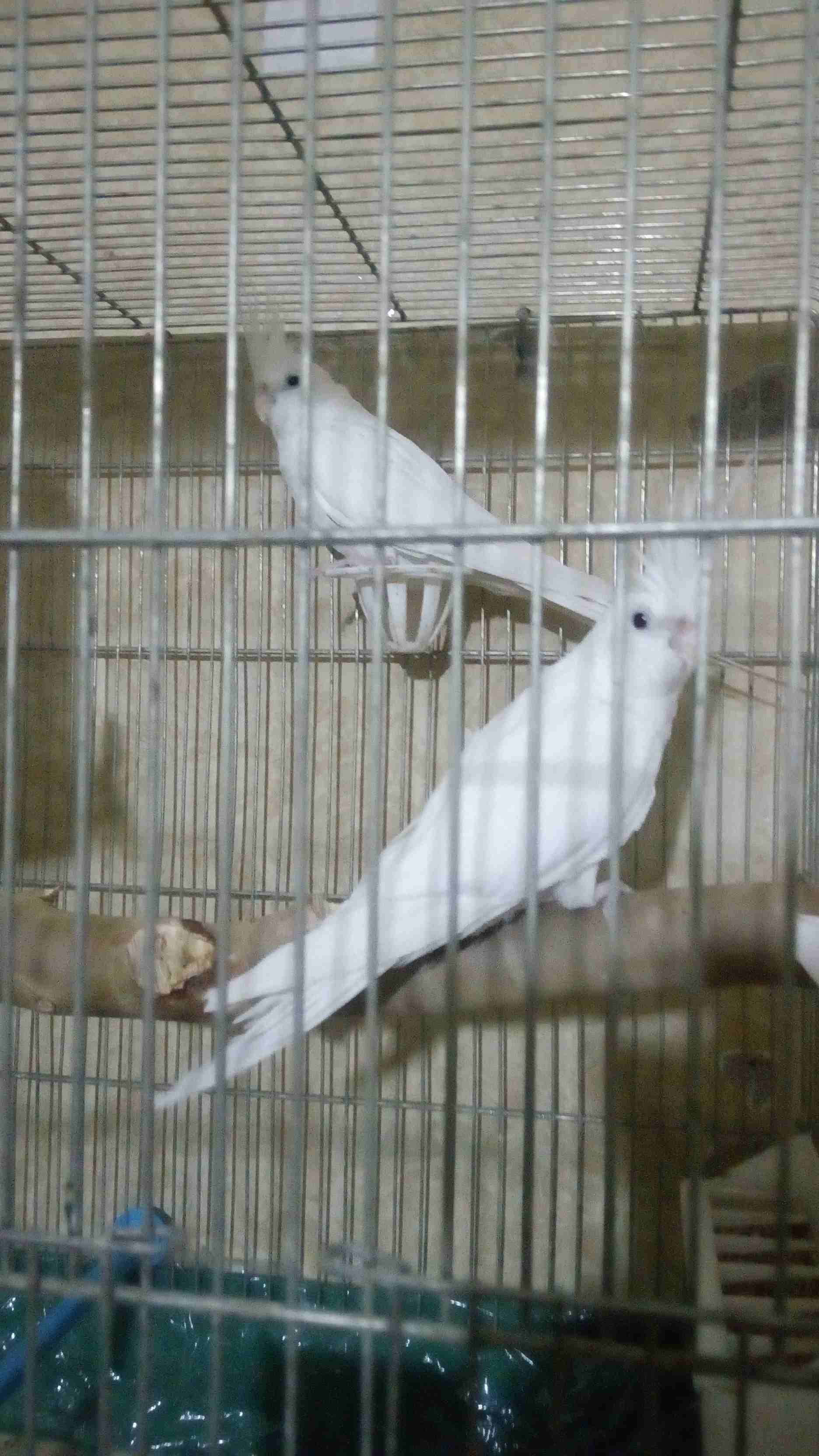 جوز البينو حجم كبير الذكر عين حمره صحه فحص جهزو عش جديد بلدي السعر 150 مش اقل (ما شاء الله)
لا تنسَ أنك شاهدت هذا الإعلان في عنكبوت...