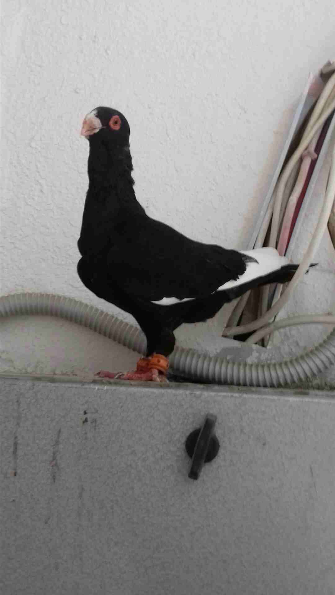 للبيع فحل مسود اسود طير حمام
لا تنسَ أنك شاهدت هذا الإعلان في عنكبوت
للبيع فحل مسود اسود طير حمام...