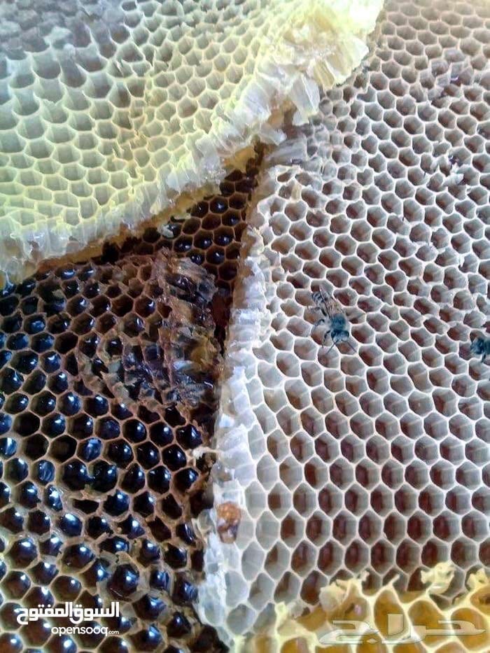 عسل طبيعي بلدي خلطات علاجية
لا تنسَ أنك شاهدت هذا الإعلان في عنكبوت
عسل بلدي طبيعي 100% من...