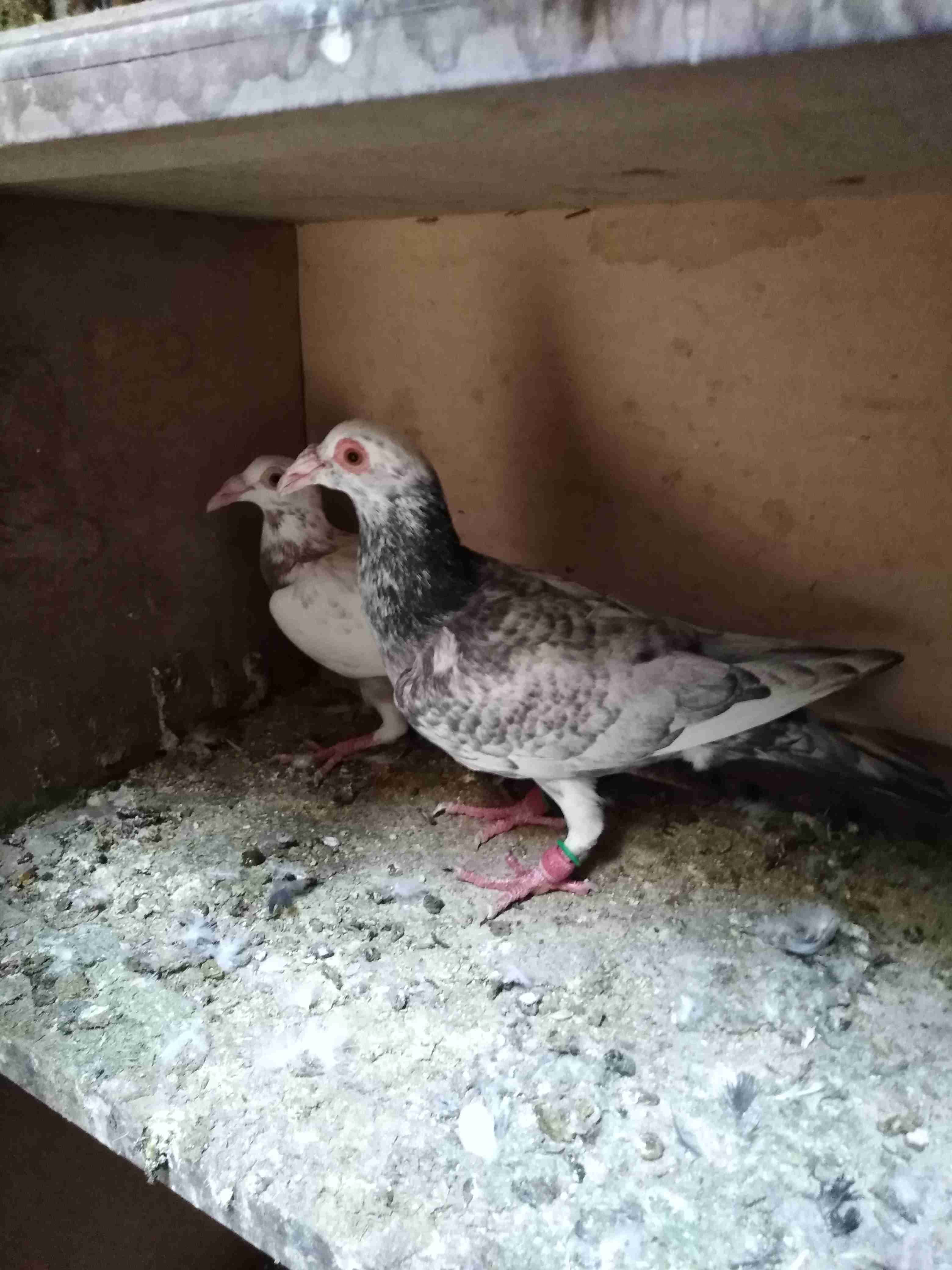 جوووووز للبيع
لا تنسَ أنك شاهدت هذا الإعلان في عنكبوت
جوز نخب مخدات بعض جديد...