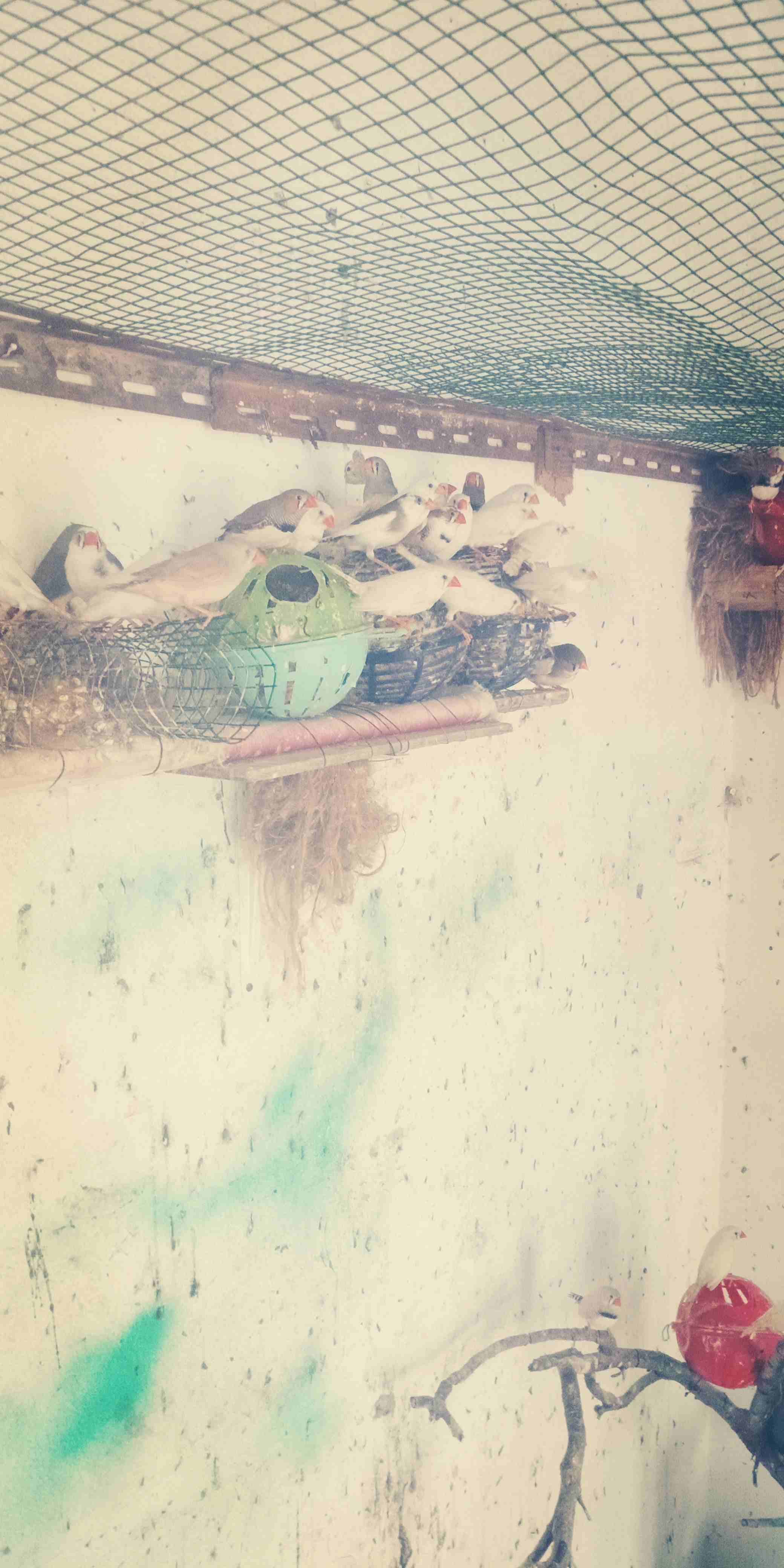 طيور الجنه صلات النبي صحه وحجم كله تحتيه بيض وفراخ اكثره لون ابيض البيع كوم فقط
لا تنسَ أنك شاهدت هذا الإعلان في عنكبوت...
