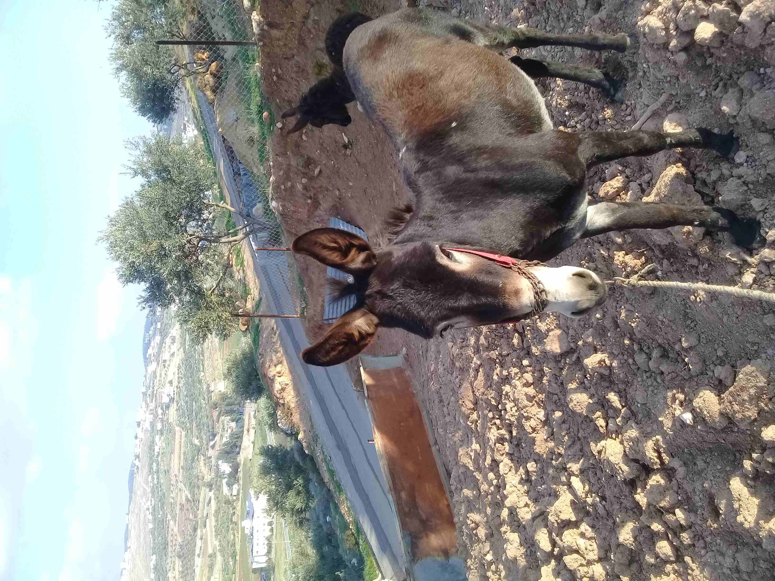 حماره وابنها للبيع
لا تنسَ أنك شاهدت هذا الإعلان في عنكبوت
حماره للبيع مع ابنها...