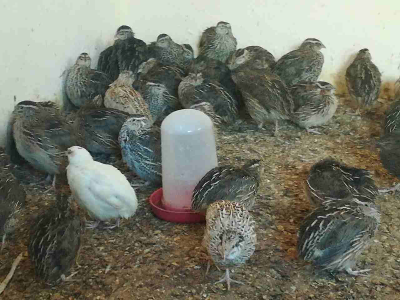 ميه وثلاثين جوز فري جامبو حبه نخب
لا تنسَ أنك شاهدت هذا الإعلان في عنكبوت
فري جامبو...
