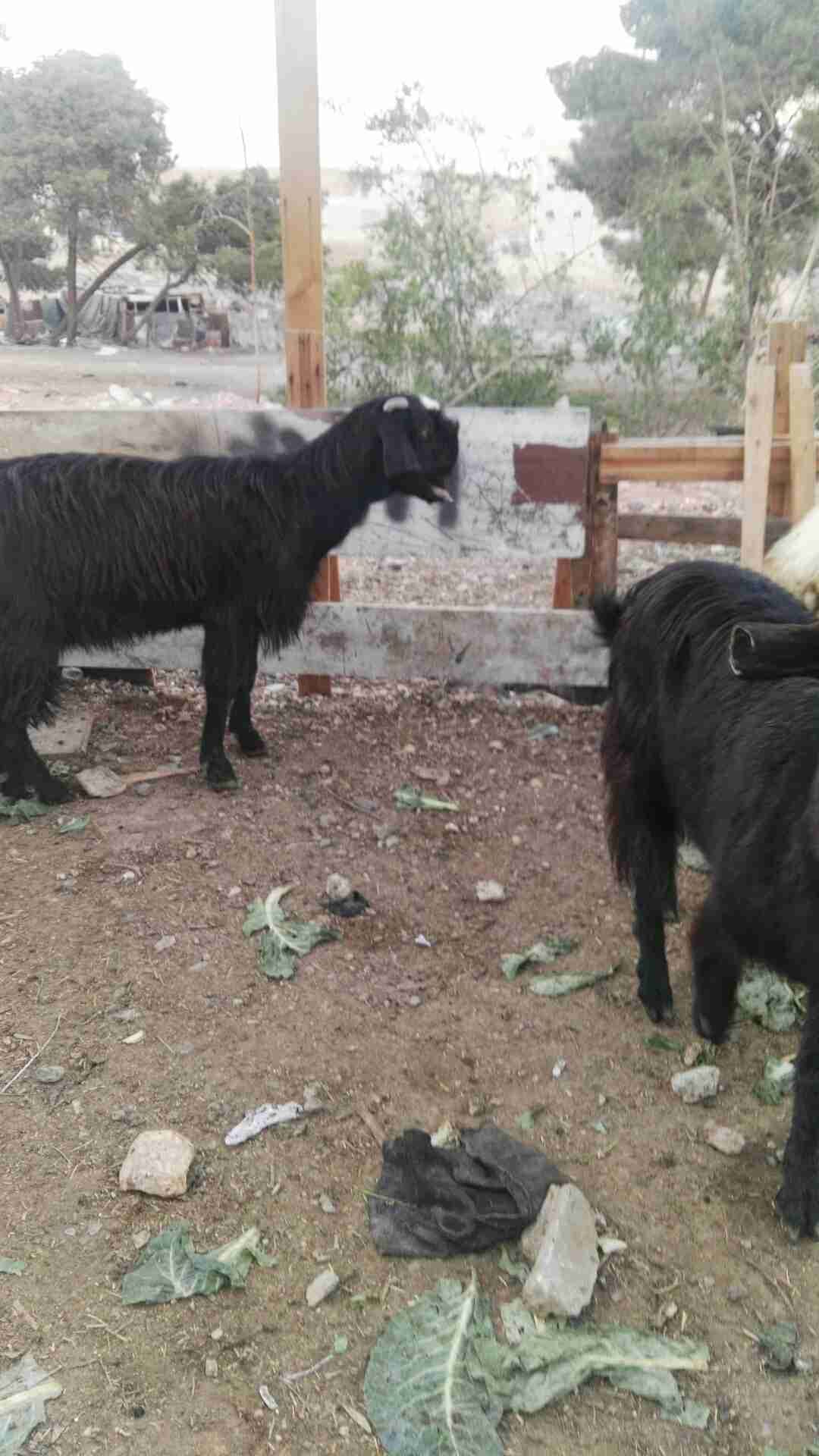 عنز بندوق شامي للبيع
لا تنسَ أنك شاهدت هذا الإعلان في عنكبوت
عنز بندوق شامي عدد 2...