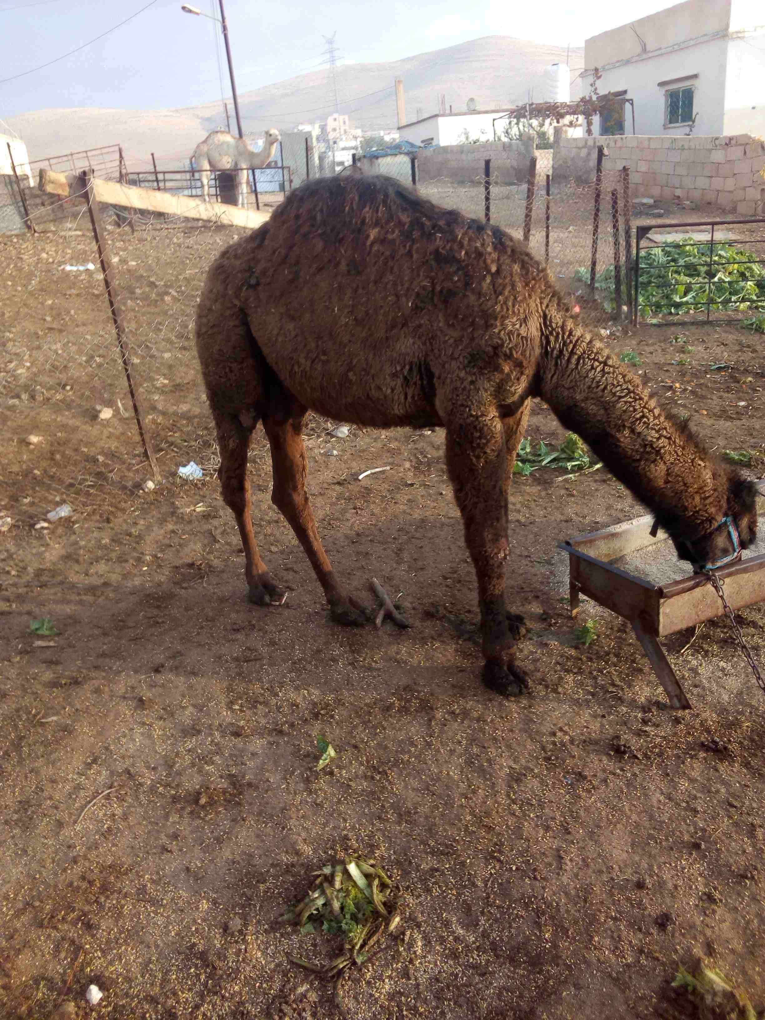 قعود العمر سنه وشهرين
لا تنسَ أنك شاهدت هذا الإعلان في عنكبوت
اللون اسود...