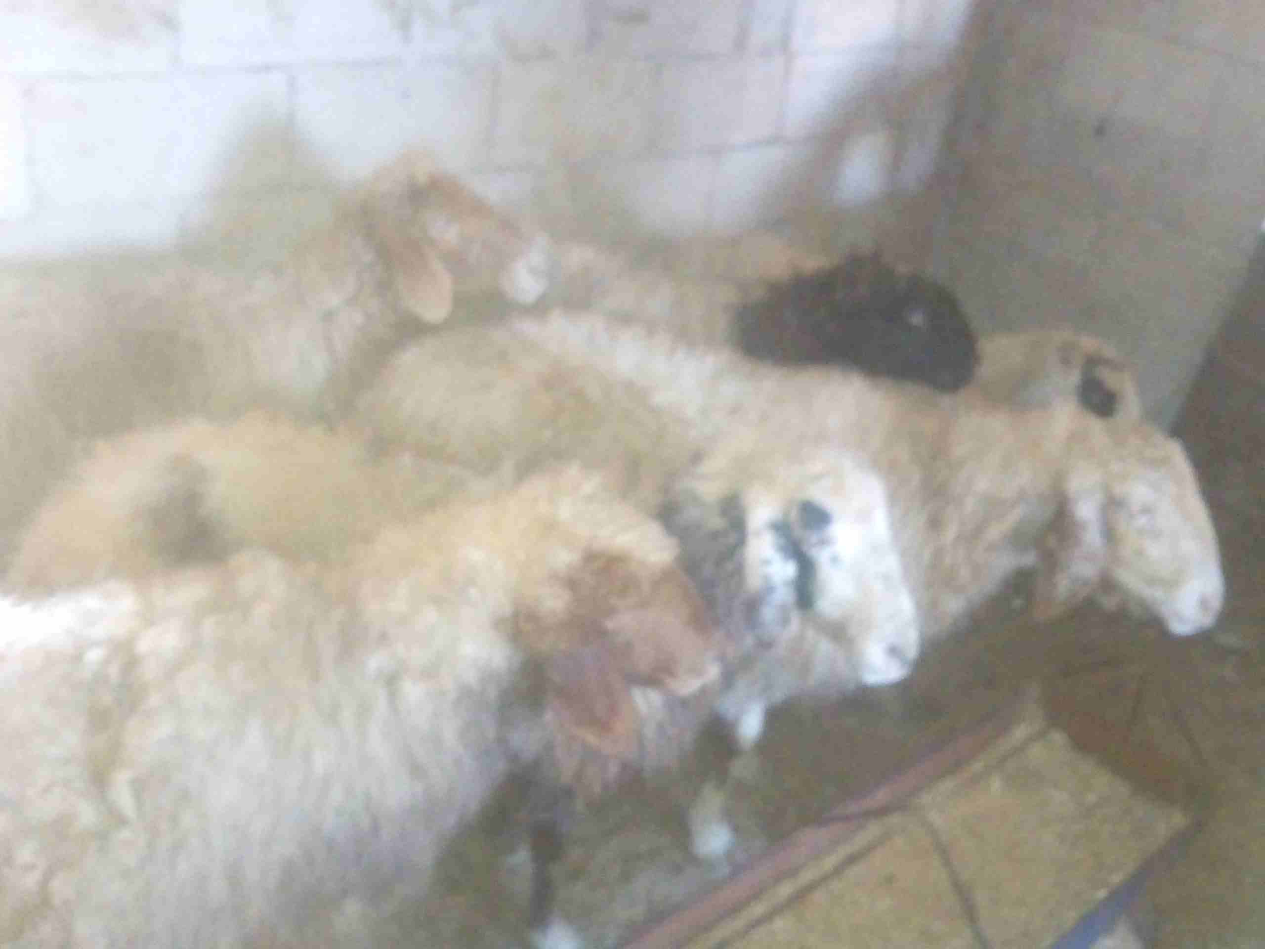 سبع نعجات سن صغير للبيع
لا تنسَ أنك شاهدت هذا الإعلان في عنكبوت
النعاج سن صغير واعشار من ثلاث اشه...