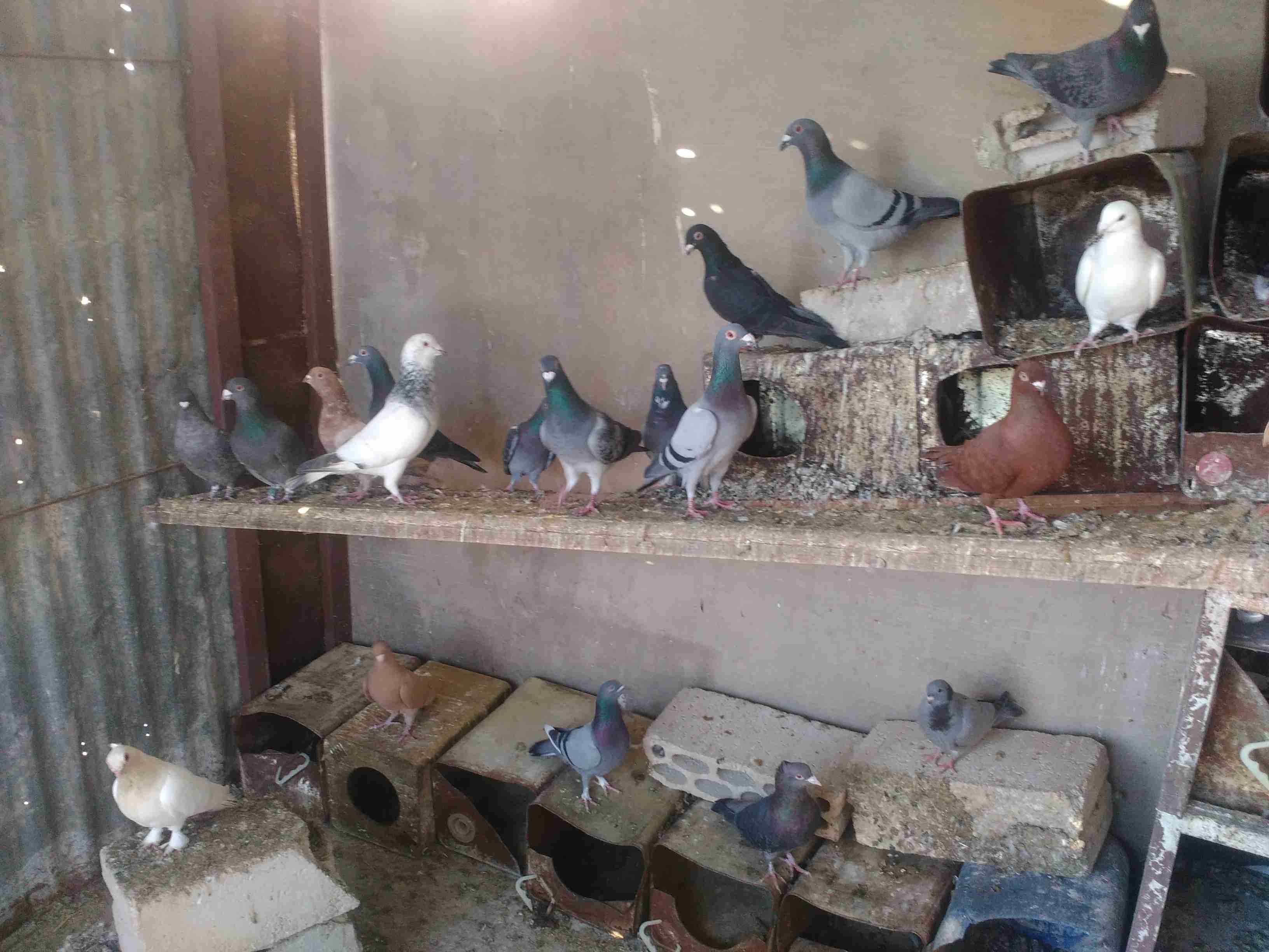 حمام اجنبي بصلاه ع نبي كله شغال
لا تنسَ أنك شاهدت هذا الإعلان في عنكبوت
مايقارب 40جوز...