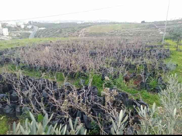 شتل عنب للبيع من الخليل زيني بالدي وحلاواني
لا تنسَ أنك شاهدت هذا الإعلان في عنكبوت
شتل عنب ل...