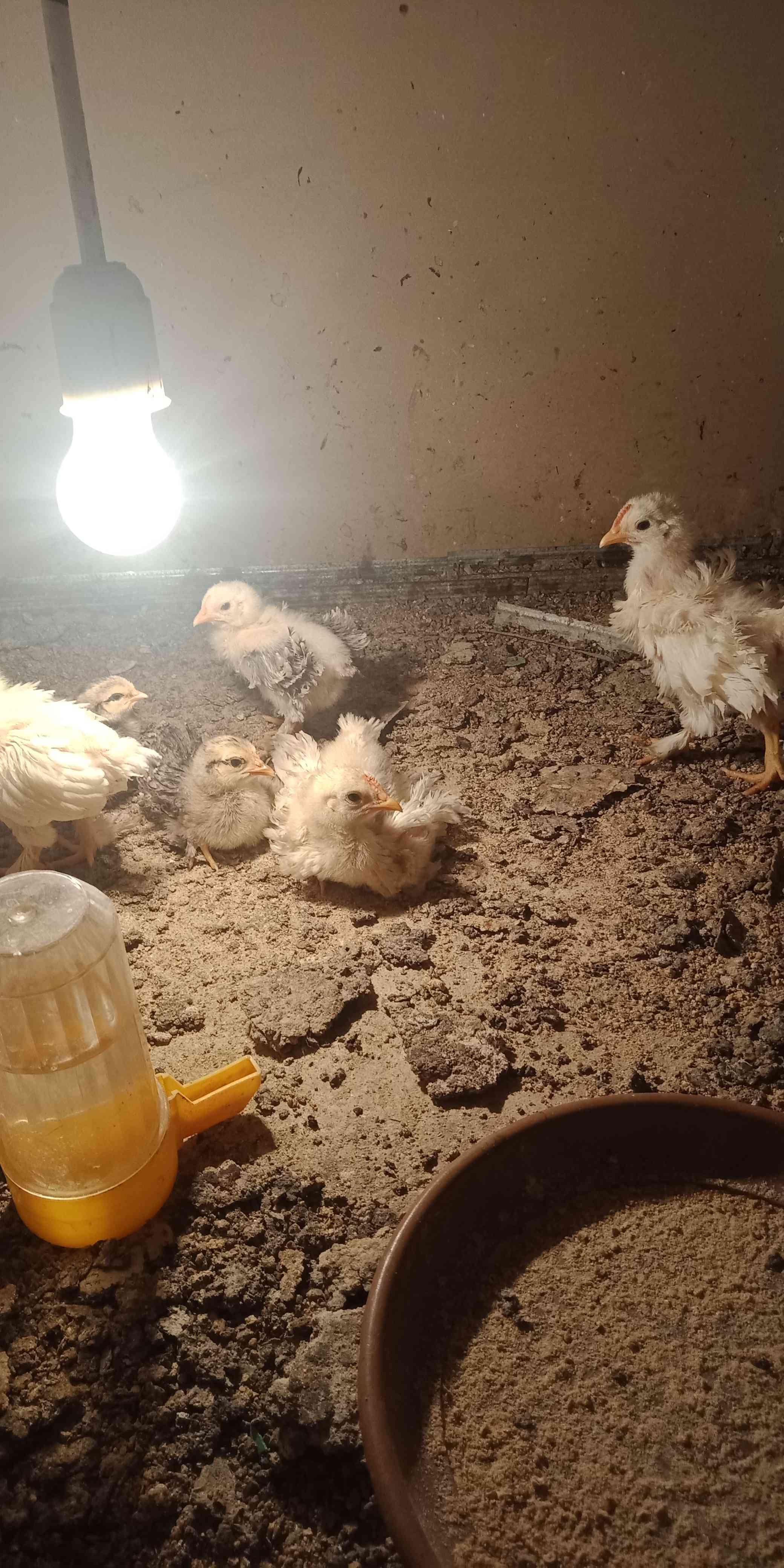 123456
لا تنسَ أنك شاهدت هذا الإعلان في عنكبوت
فراخ دجاج عمر شهرين...