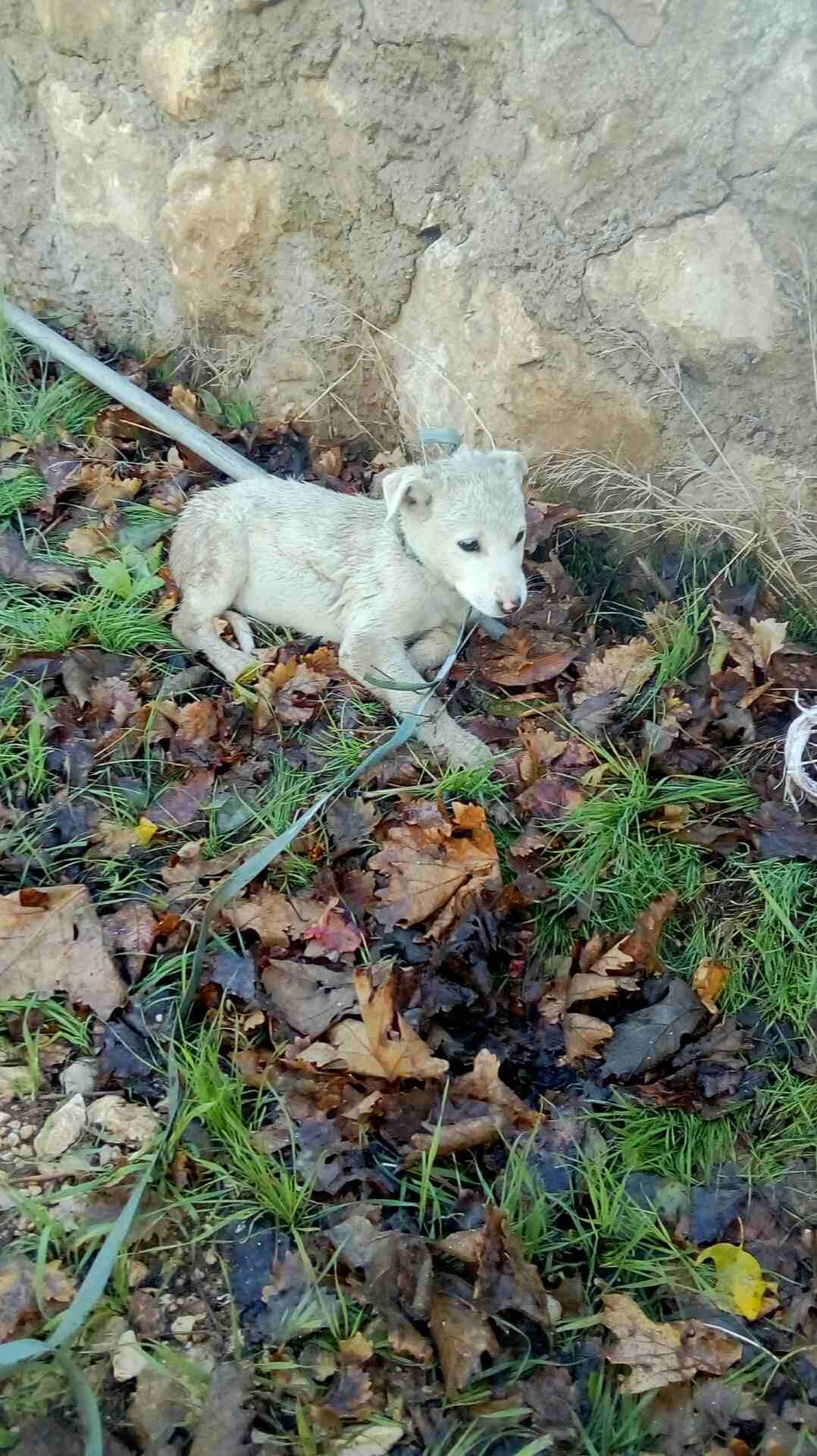 جرو بلدي عمر 6 شهور
لا تنسَ أنك شاهدت هذا الإعلان في عنكبوت
جرو بلدي عمر 6 شهور...