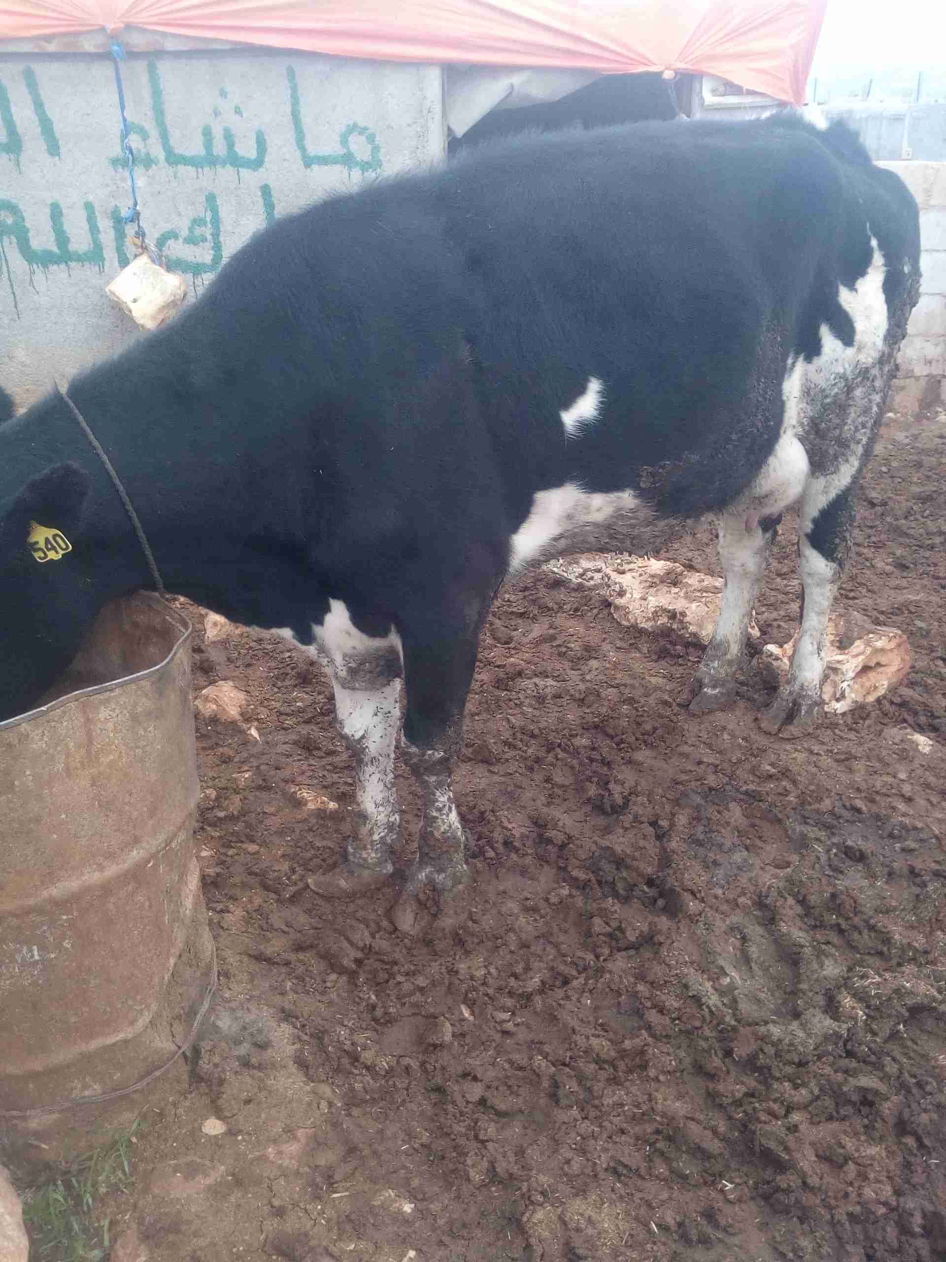 بكيرة اول بطن
لا تنسَ أنك شاهدت هذا الإعلان في عنكبوت
بكيرة حليب بطن اول معها حبات بتحلب 18 ك...