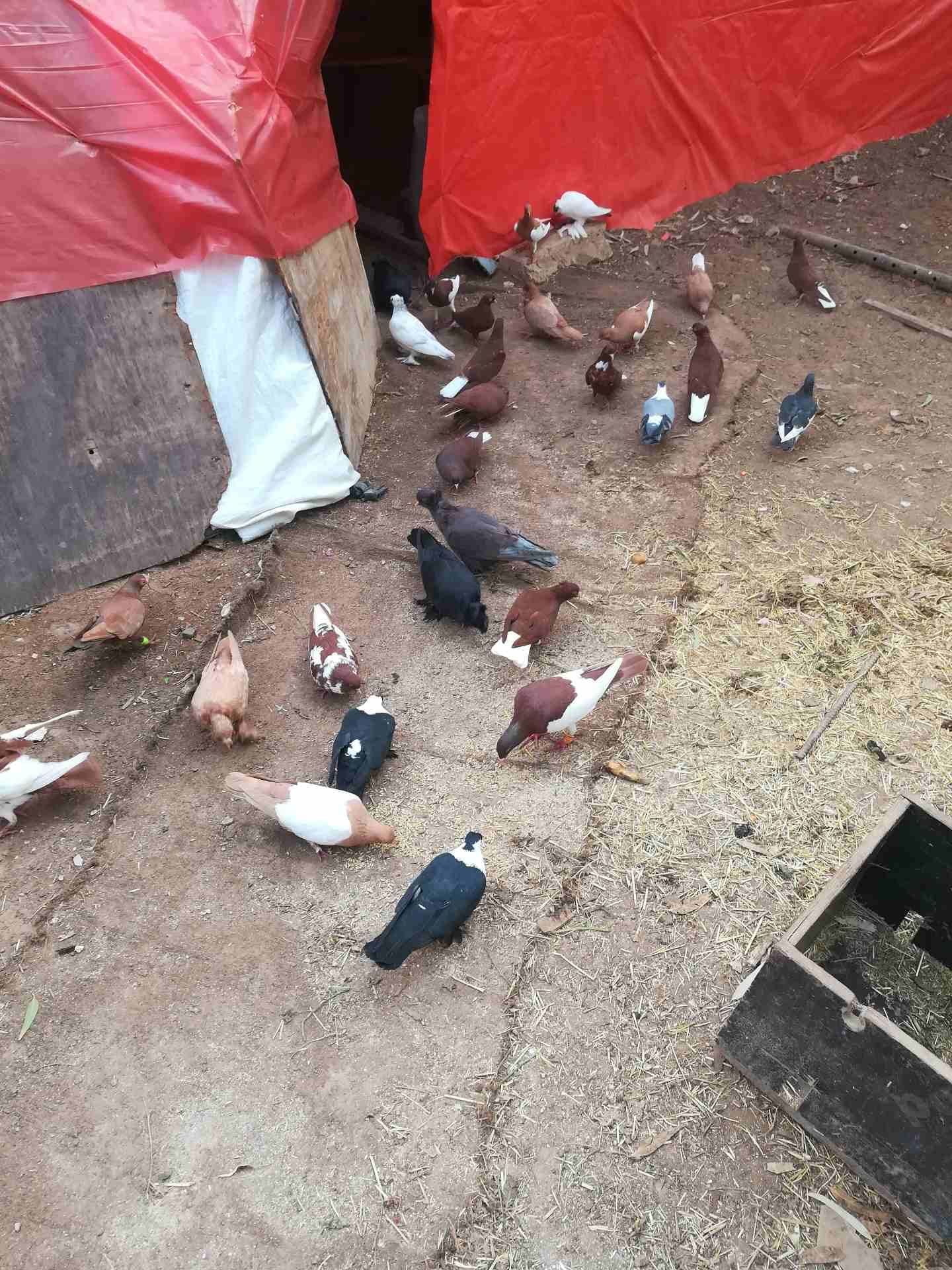 فراخ ما شاء الله(يهوديات عدد5///شخاشلة اسود عدد2) موجودات بسحاب
لا تنسَ أنك شاهدت هذا الإعلان في عنكبوت...