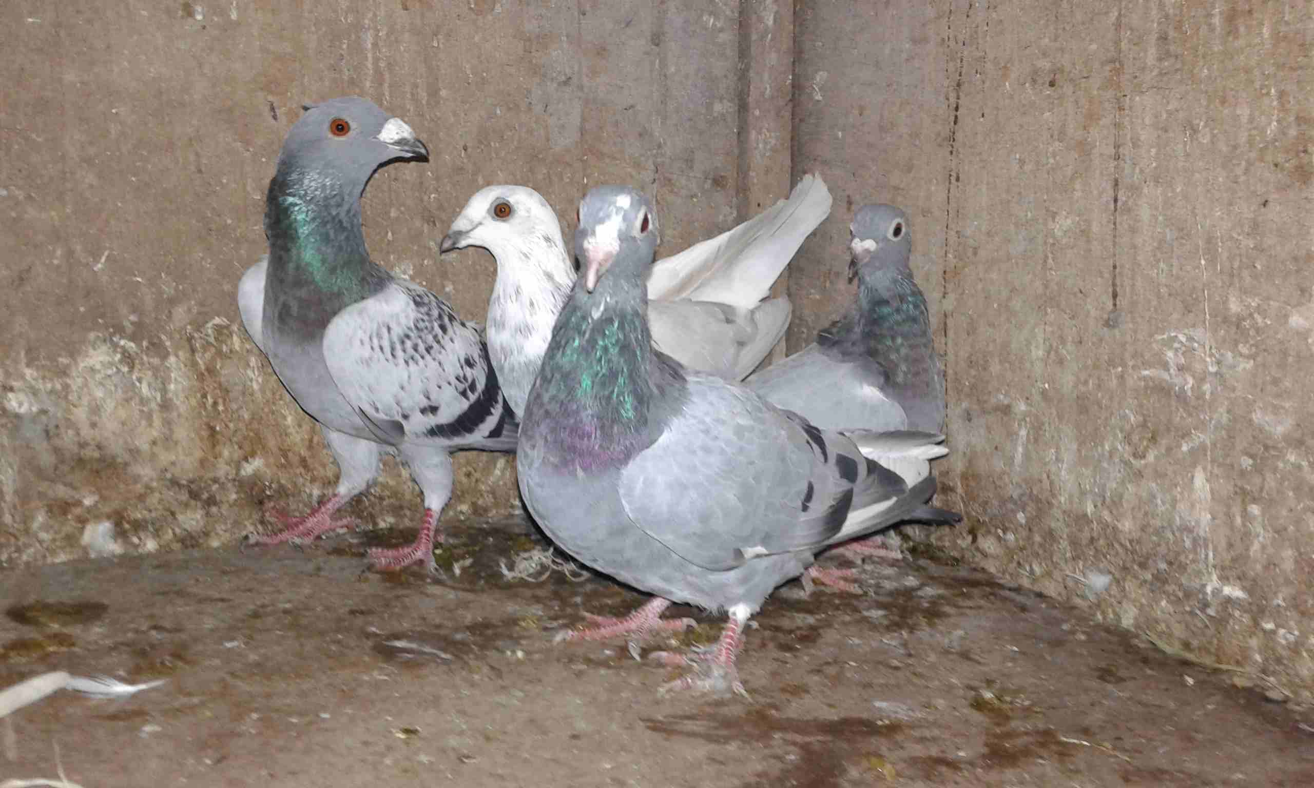زواجل للبيع
لا تنسَ أنك شاهدت هذا الإعلان في عنكبوت
عشرين طير زاجل جواز وفردات
4دنانير الطير...