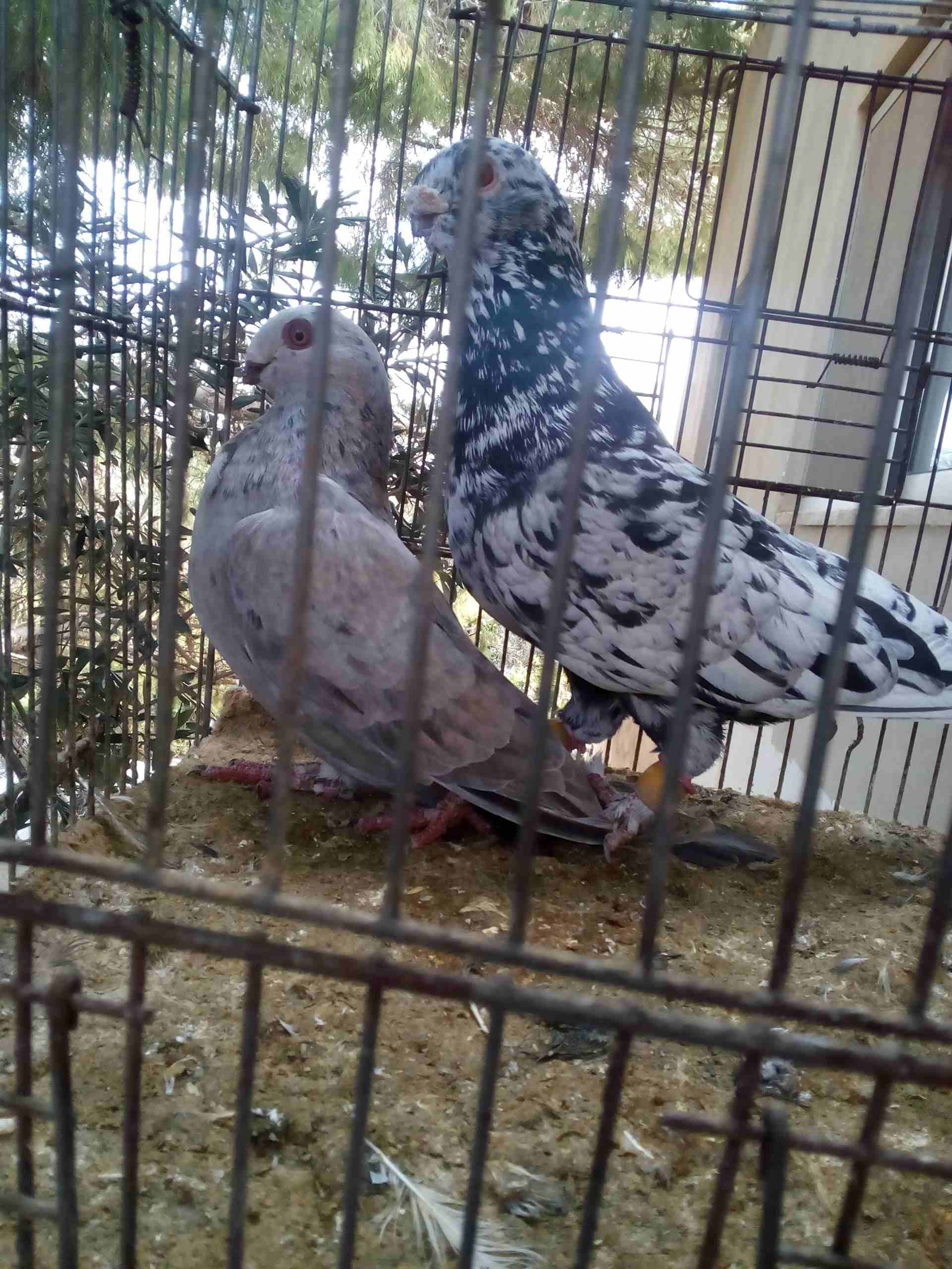 3 جواز ذبابنه
لا تنسَ أنك شاهدت هذا الإعلان في عنكبوت
الفحول الثلاث نخب الطواير بولنديه زرقا مقلو...
