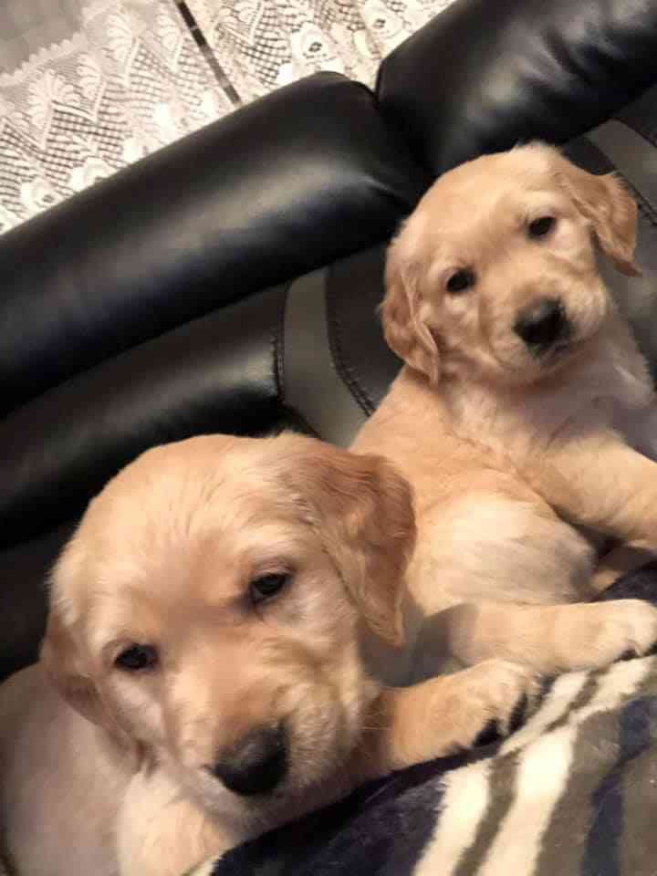 قولدين ريتريفر / golden retriever
لا تنسَ أنك شاهدت هذا الإعلان في عنكبوت
جراوه جولدين ريتريف...