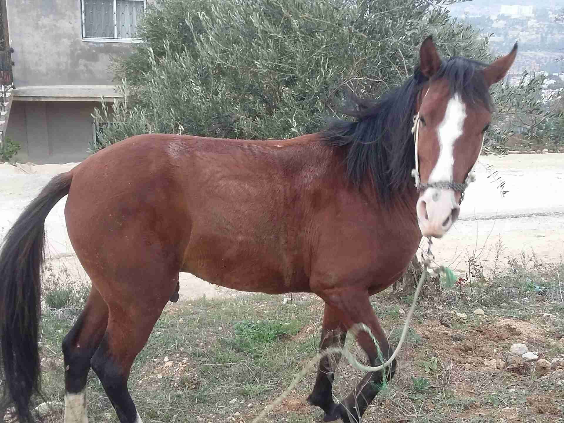حصان للبيع او البدل
لا تنسَ أنك شاهدت هذا الإعلان في عنكبوت
حصان حراث عمره أربع سنوات...