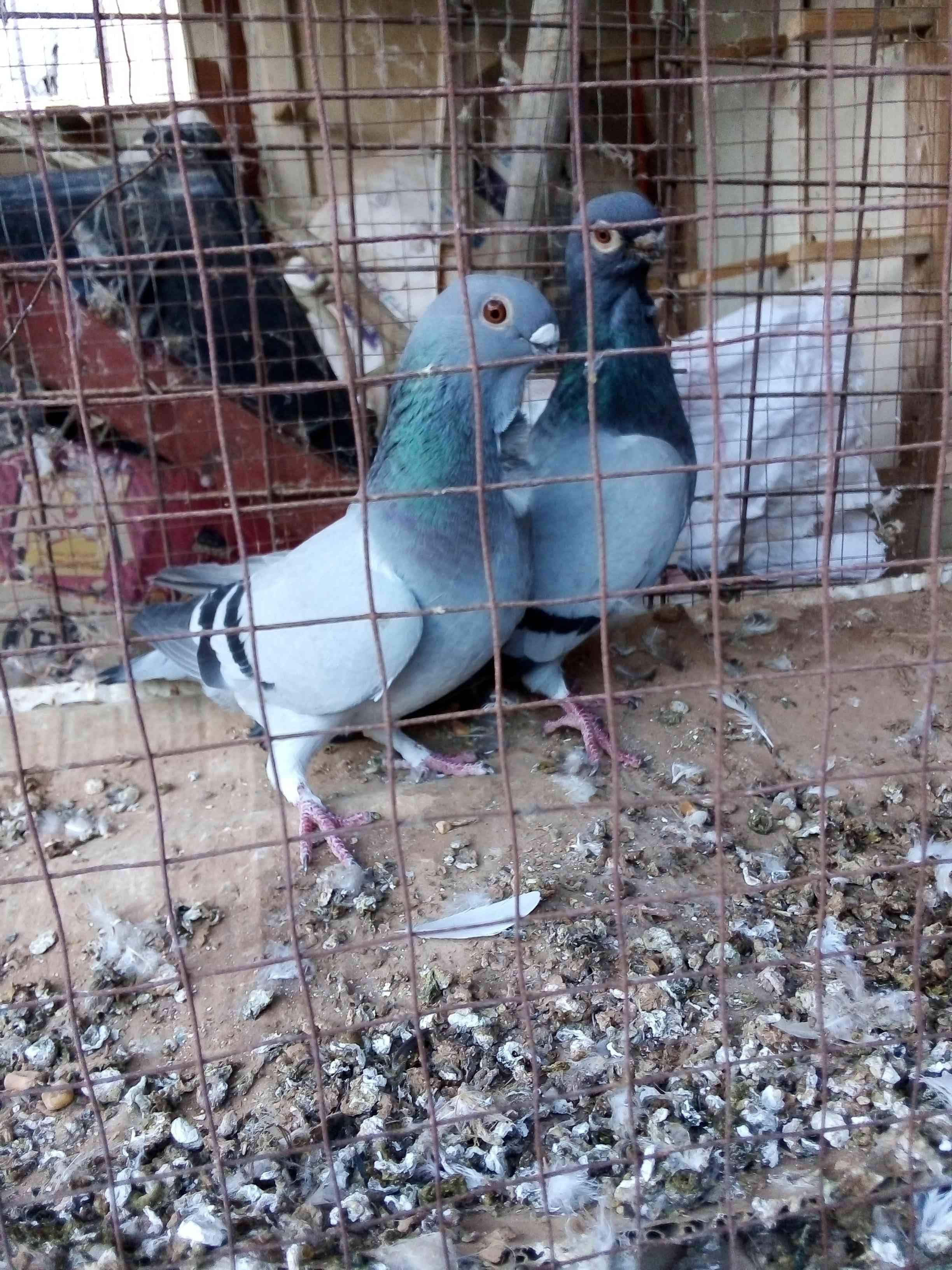 جواز زق شغاللات مخاليف
لا تنسَ أنك شاهدت هذا الإعلان في عنكبوت
سحاب شارع الستين قرب ترخيص جنو...