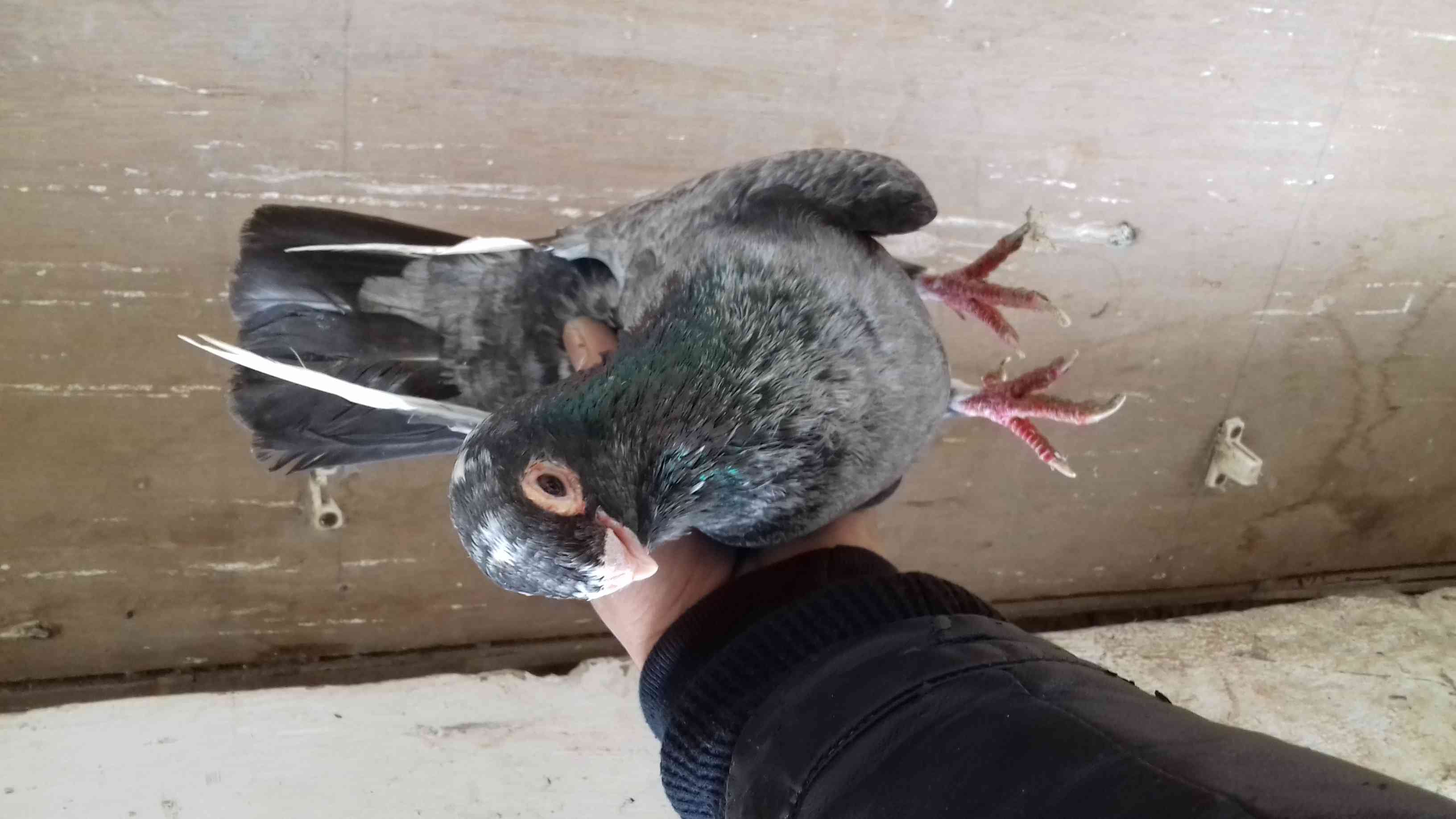 جوز بطارد على بيض شغال باذن الله
لا تنسَ أنك شاهدت هذا الإعلان في عنكبوت
على الطبيعه احلى بكث...