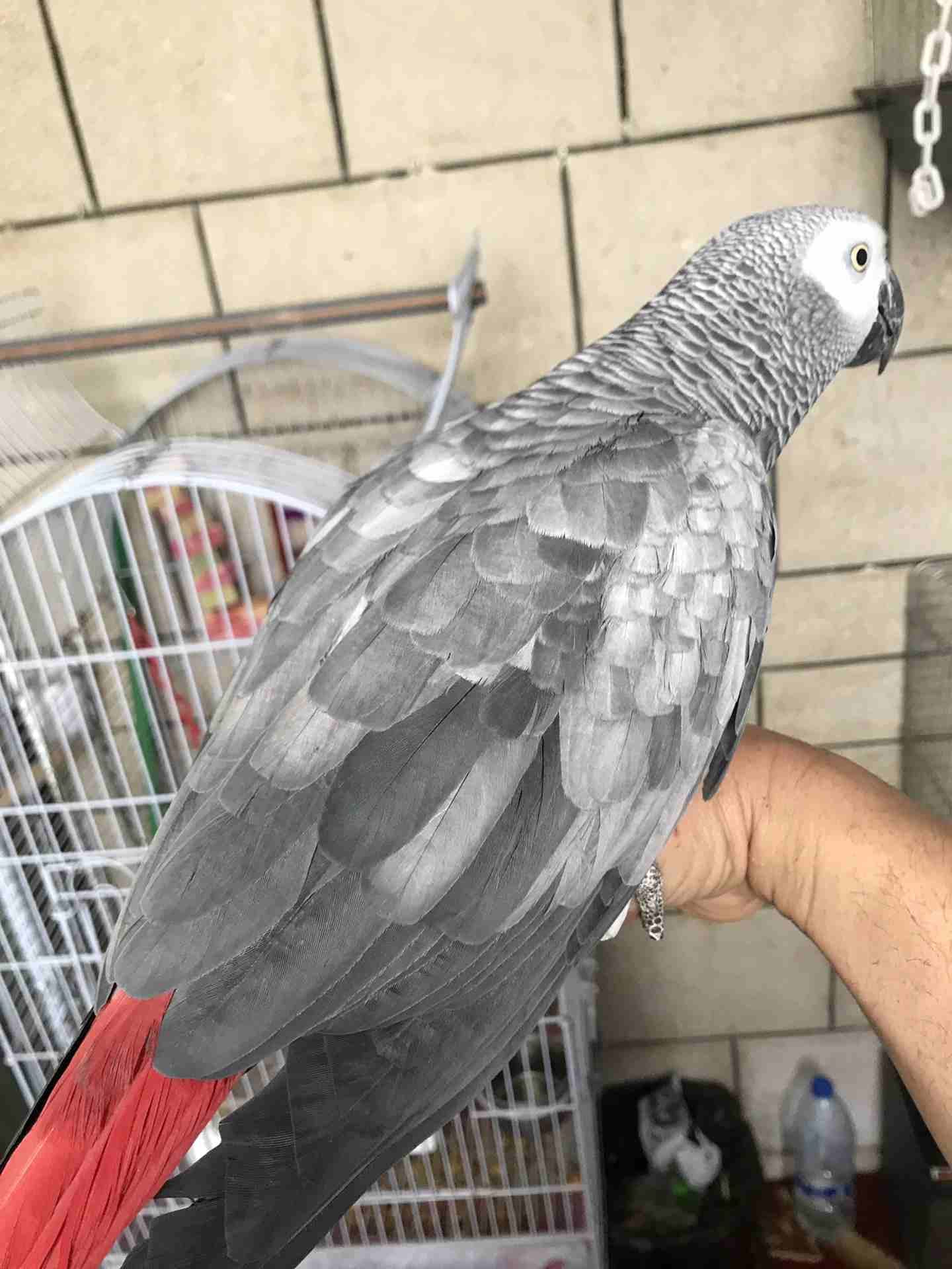 كاسكو عدد 2 للبيع
لا تنسَ أنك شاهدت هذا الإعلان في عنكبوت
كاسكو لون ثلجي بحكي 30 كلمه 370 دينار
ك...