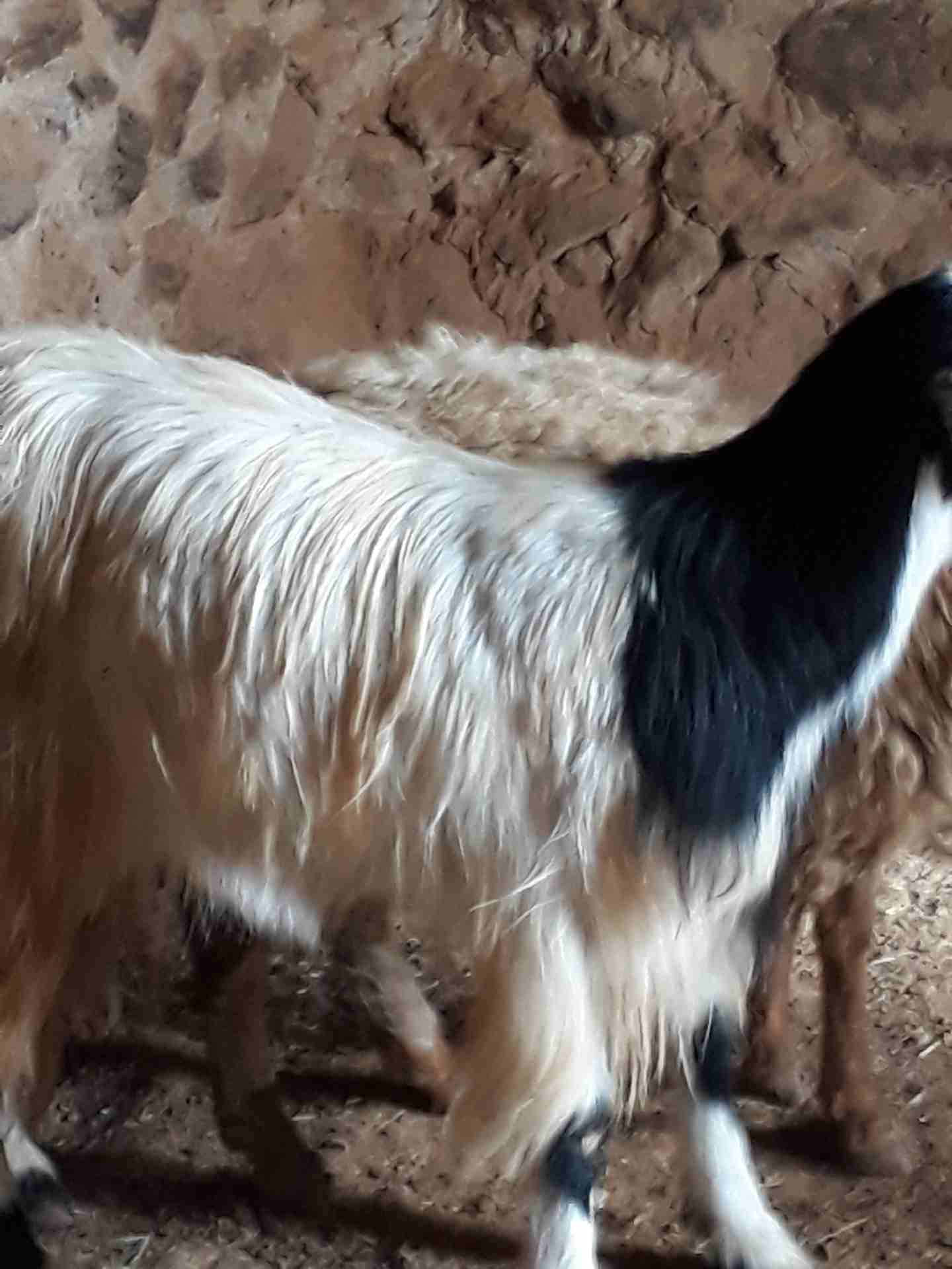 ثنايا عشار
لا تنسَ أنك شاهدت هذا الإعلان في عنكبوت
ثنايا عشار وفي درار لاي استفسار موجودات بالمفر...