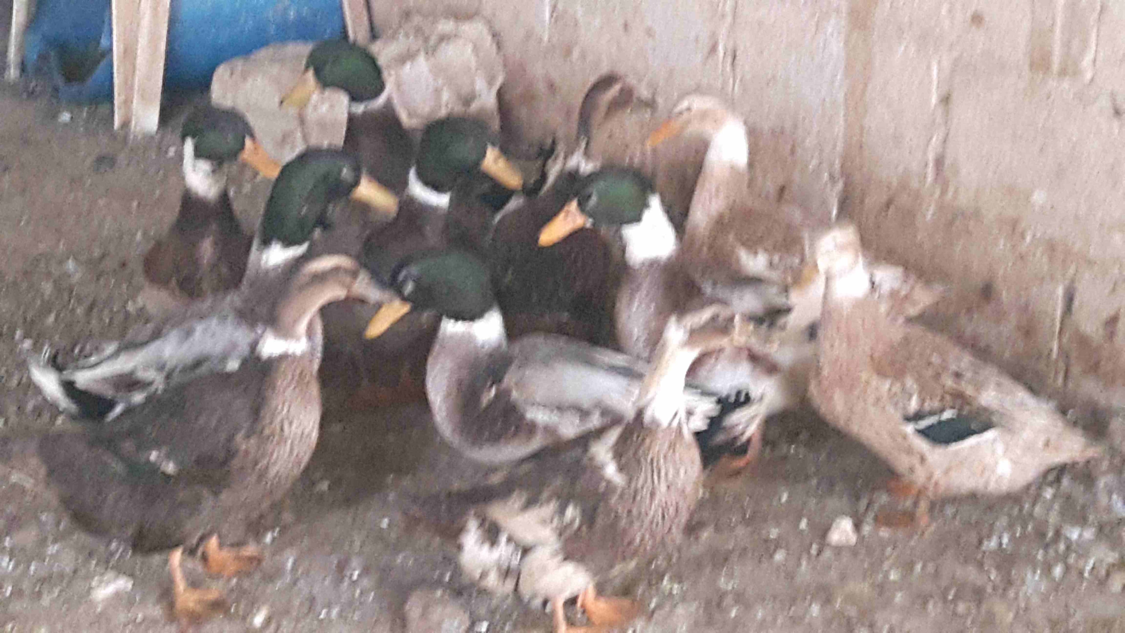 بط للبيع
لا تنسَ أنك شاهدت هذا الإعلان في عنكبوت
بط ابو حشيش للبيع
شغال6...