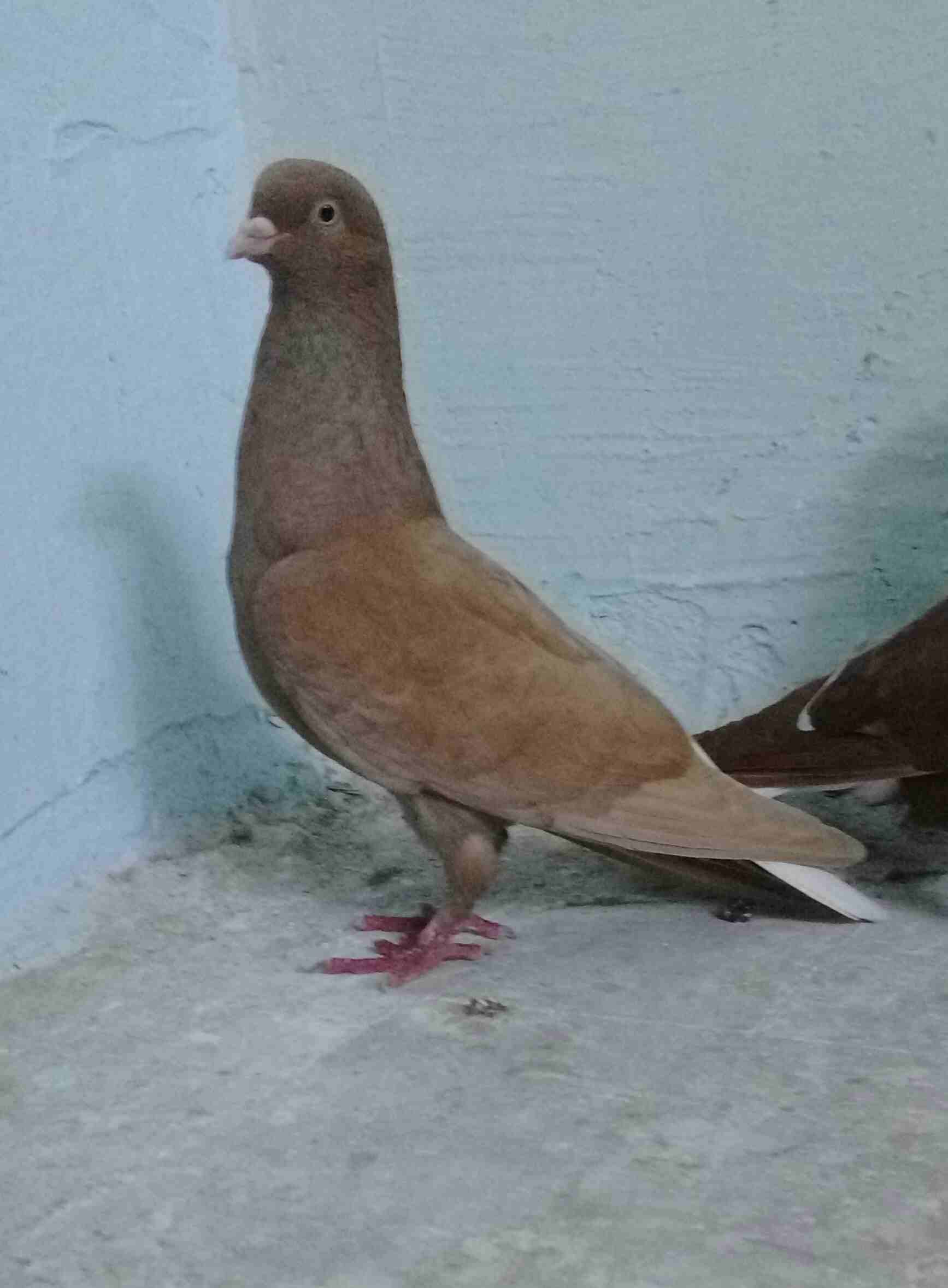 ثلاث طواير شغلات بأذن الله. رجاء الاتصال ع رقم هاذ 0789519794
لا تنسَ أنك شاهدت هذا الإعلان في عنكبوت...