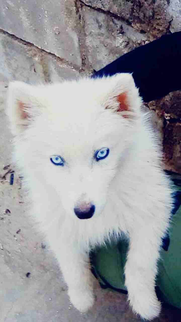 كلب الاسكاا للبيع
لا تنسَ أنك شاهدت هذا الإعلان في عنكبوت
الاسكاا للبيع...