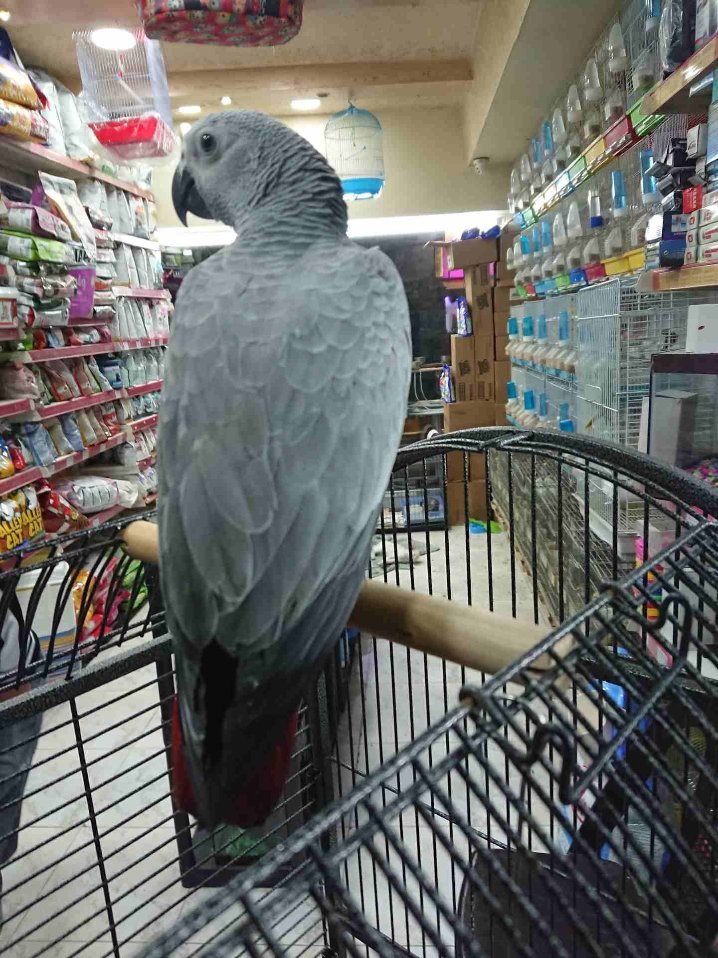 فرخ كاسكو مزارع للمربين الكاسكو فرخ الحلم عين سودة حجل دهبي رأس الطير.
لا تنسَ أنك شاهدت هذا الإعلان في عنكبوت...