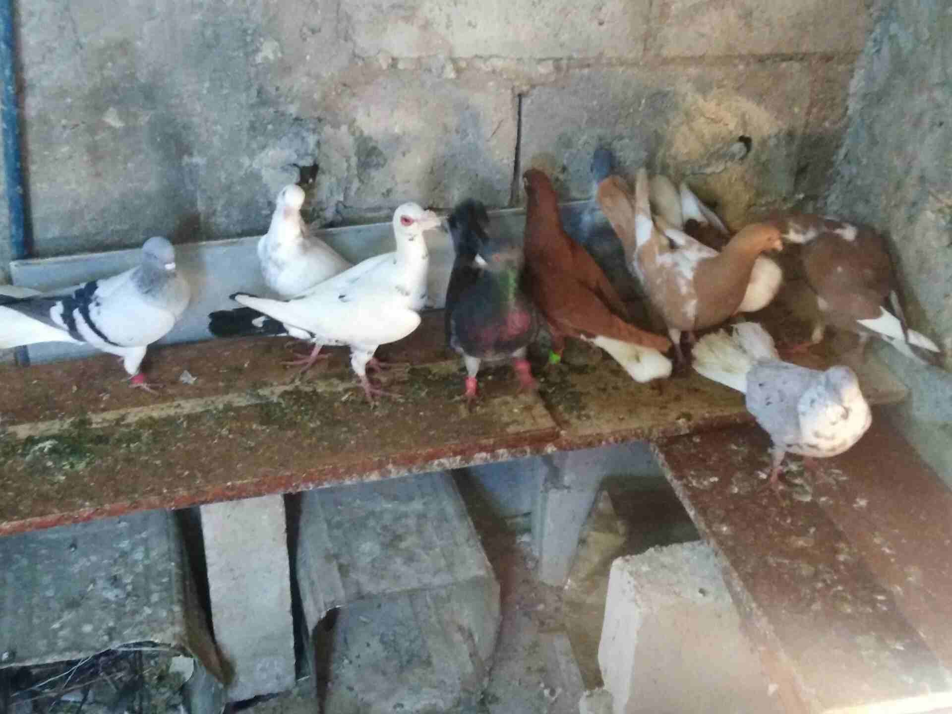 افحول كش15 حبة للبيع بسع مغري
لا تنسَ أنك شاهدت هذا الإعلان في عنكبوت
الطيور موضحة بالصور
للاستف...