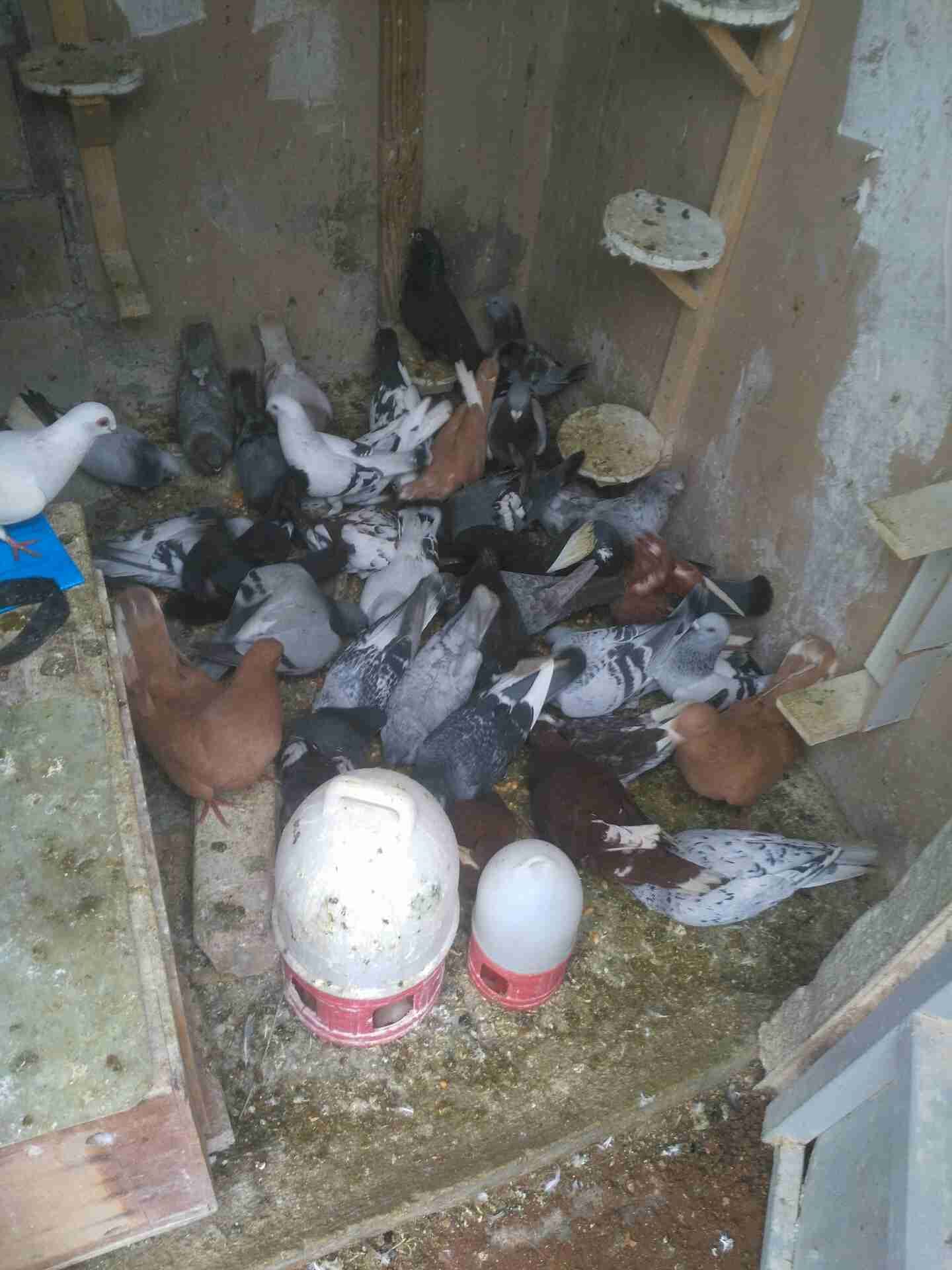 حمام كش وزق نحب
لا تنسَ أنك شاهدت هذا الإعلان في عنكبوت
الحمام للبيع كش و زق...
