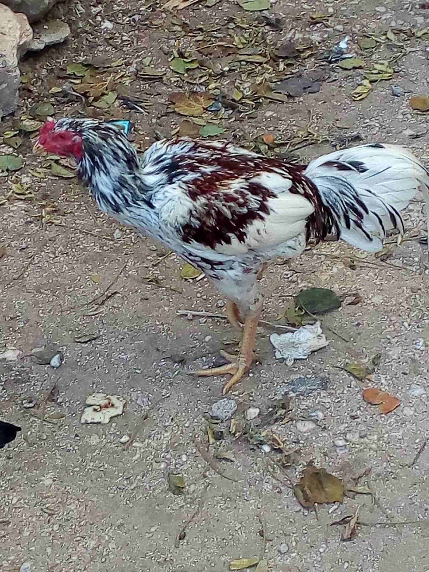 0770724531
لا تنسَ أنك شاهدت هذا الإعلان في عنكبوت
نوع الاعلان الجديد باكستاني عجلون عين جنا...