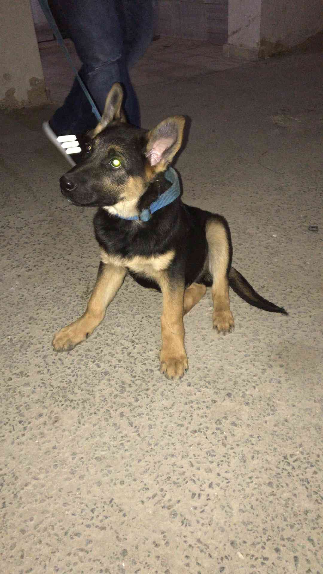 جيرمن شيبارد german shepherd
لا تنسَ أنك شاهدت هذا الإعلان في عنكبوت
ذكر عمر 3 اشهر شورت هي...