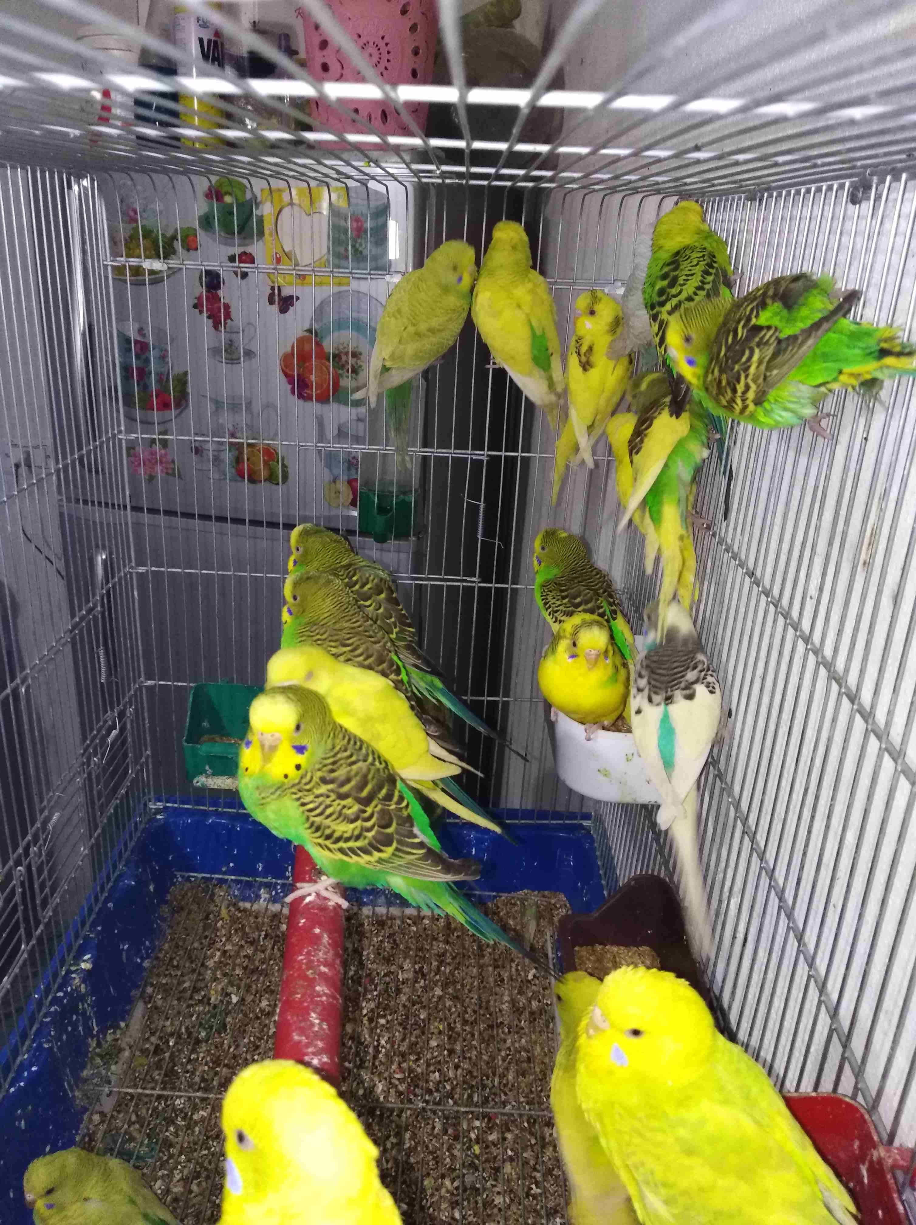 بسم الله الرحمن الرحيم
13 جوز حب أغلبهم طوير اميااات للبيع اسعر حرررررررق حرررر
لا تنسَ أنك شاهدت هذا الإعلان في عنكبوت...