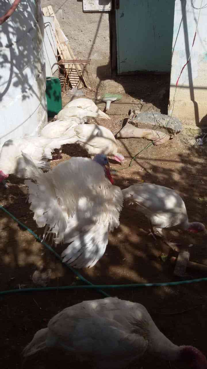 حبش للبيع
لا تنسَ أنك شاهدت هذا الإعلان في عنكبوت
حبش للبيع ذكور تكبيس واناثي بياضه صحه تمام...