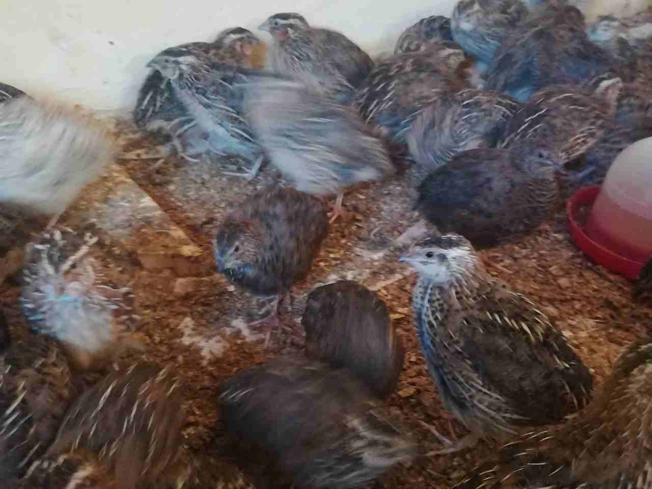 ميه وثلاثين جوز فري جامبو حبه نخب
لا تنسَ أنك شاهدت هذا الإعلان في عنكبوت
فري جامبو...
